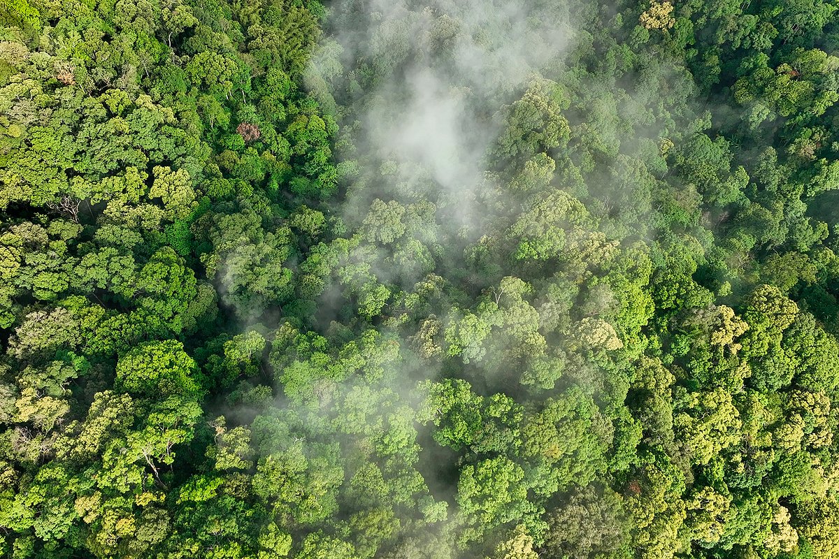 Российские компании начали активно заниматься климатом: как это отражается на россиянах?