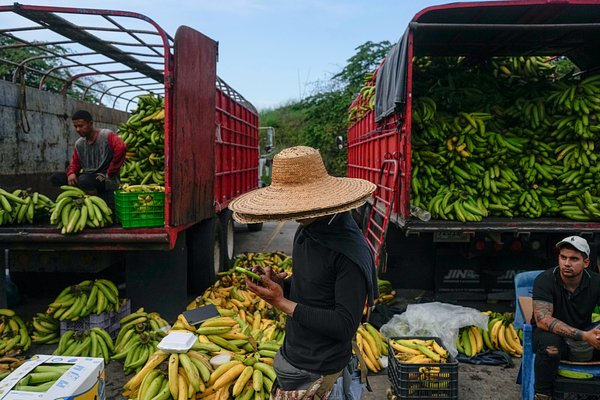 Планета сталкивается с кризисом: что угрожает исчезновению бананов?