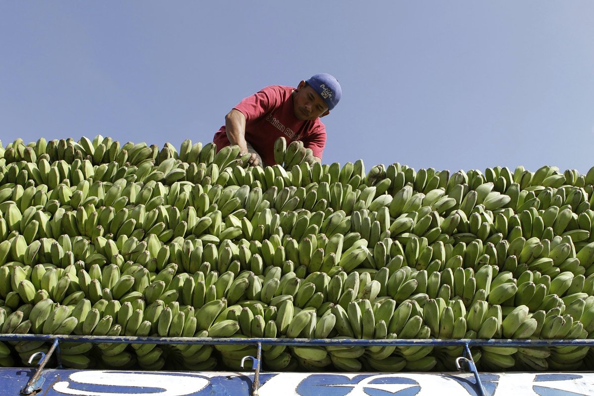 Планета сталкивается с кризисом: что угрожает исчезновению бананов?