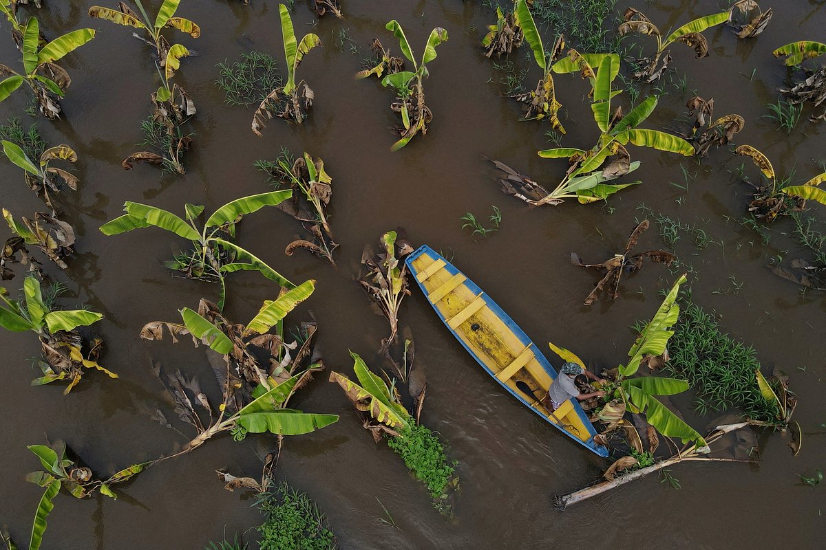 Планета сталкивается с кризисом: что угрожает исчезновению бананов?