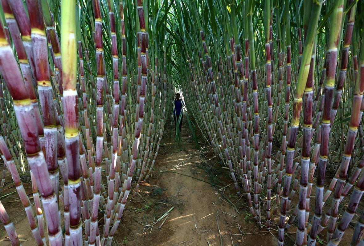 Тростниковый сахар: калорийность, польза и вред для организма