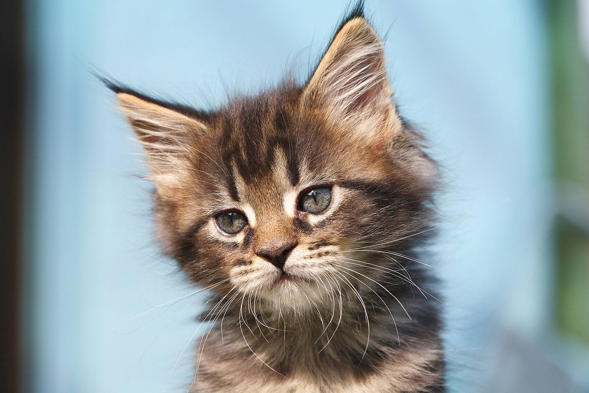 Почему снится котенок? Толкование снов и мнения психолога