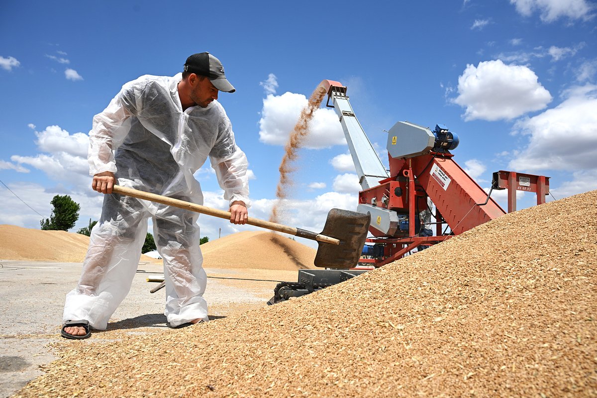Снижение экспорта российской пшеницы и потери покупательского интереса