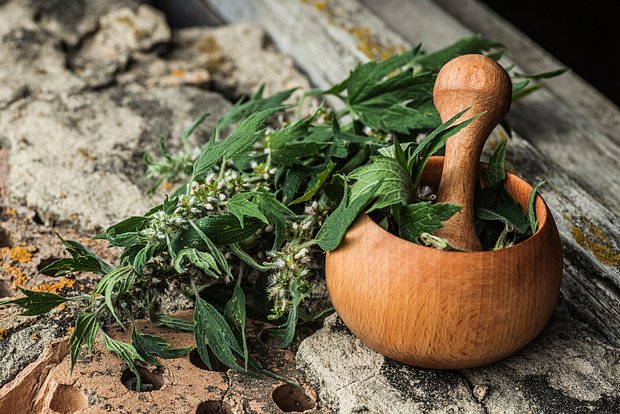 Пустырник: Применение, Польза и Противопоказания