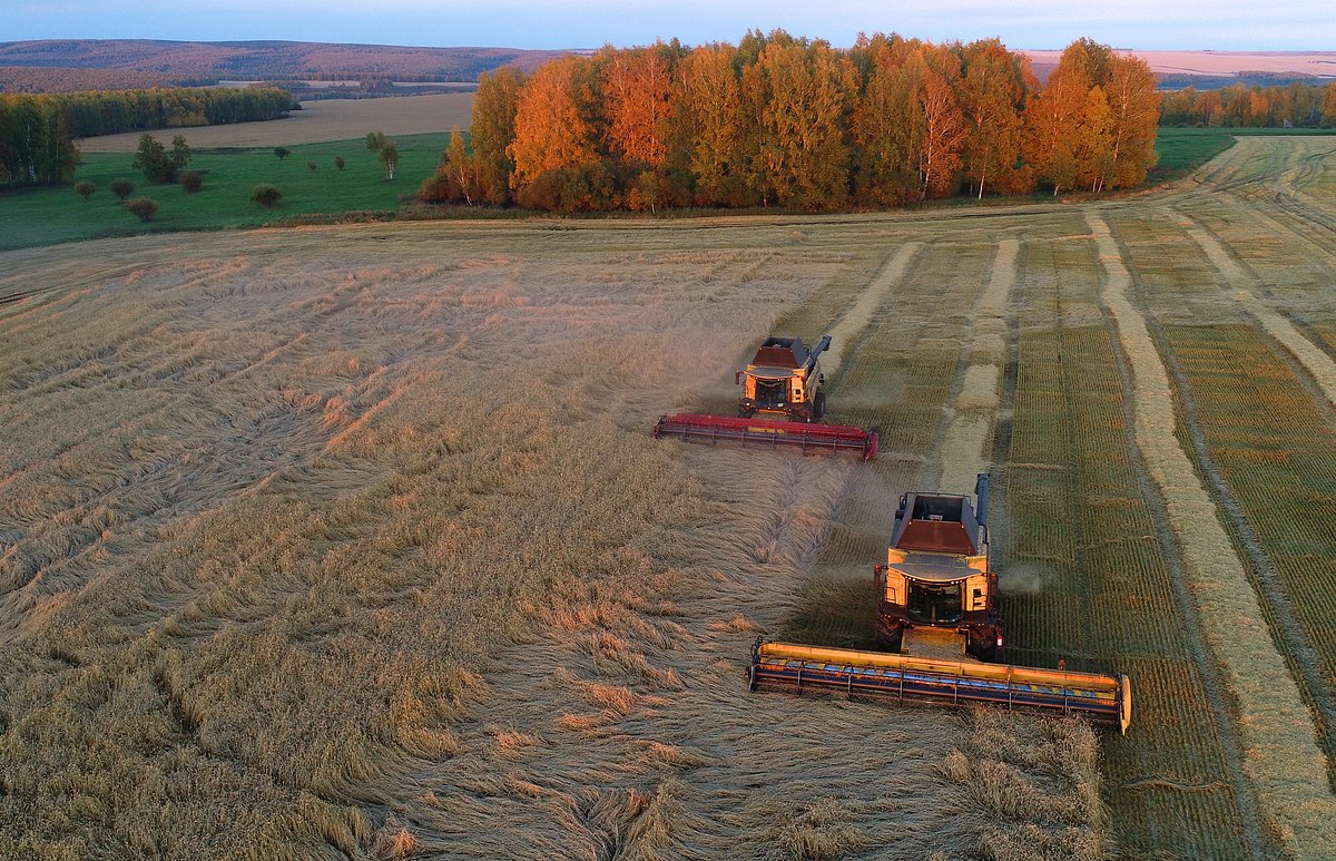 Снижение экспорта российской пшеницы и потери покупательского интереса