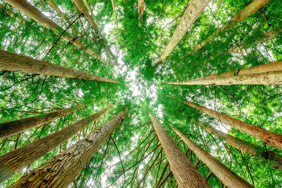 Российские компании начали активно заниматься климатом: как это отражается на россиянах?