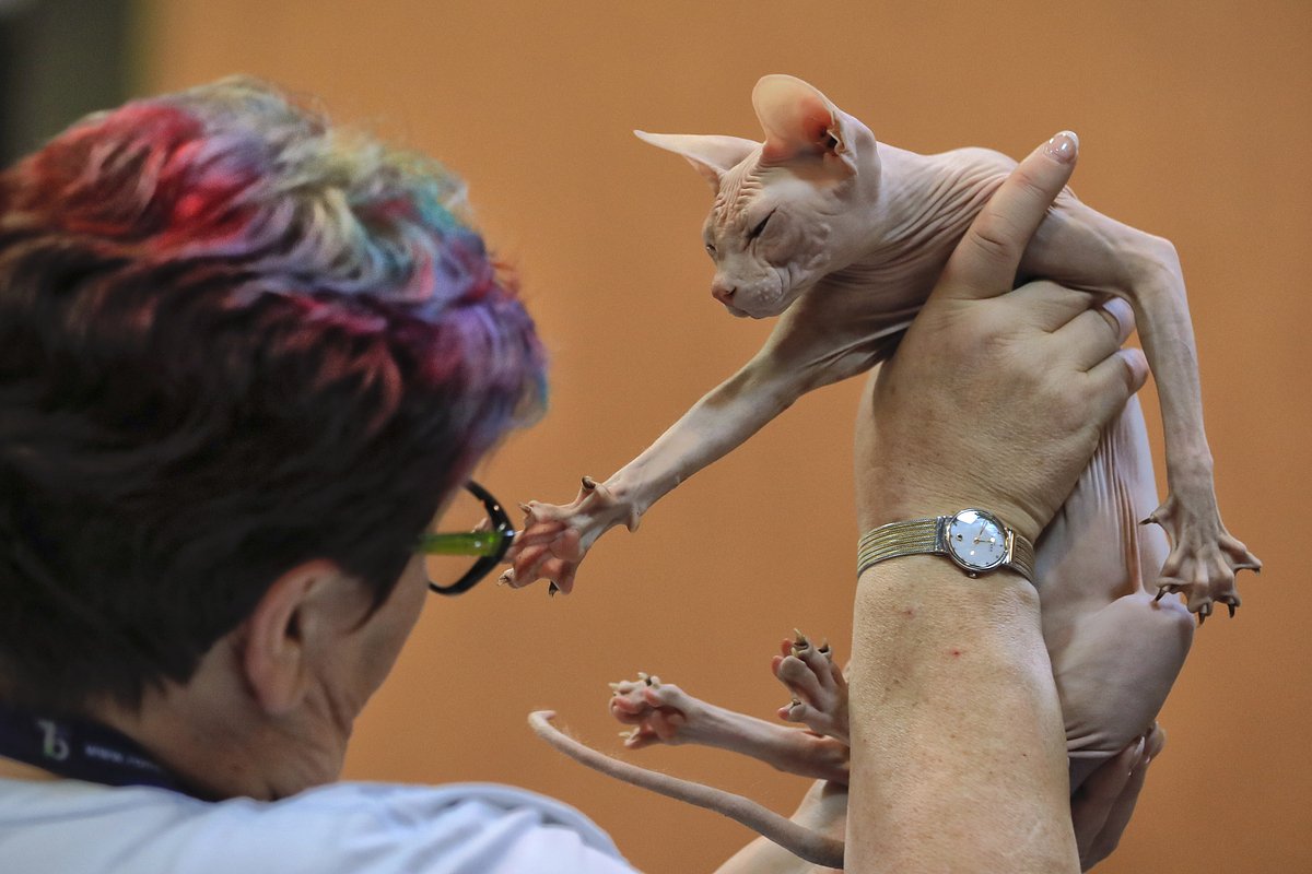 Почему снится котенок? Толкование снов и мнения психолога