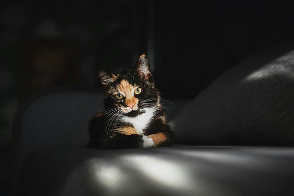 Почему снится котенок? Толкование снов и мнения психолога