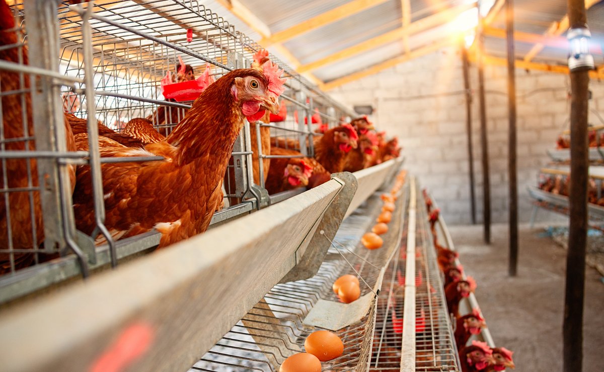 Скандал вокруг De Heus Animal Nutrition в Нидерландах: как российское подразделение компании стало источником конфликтов