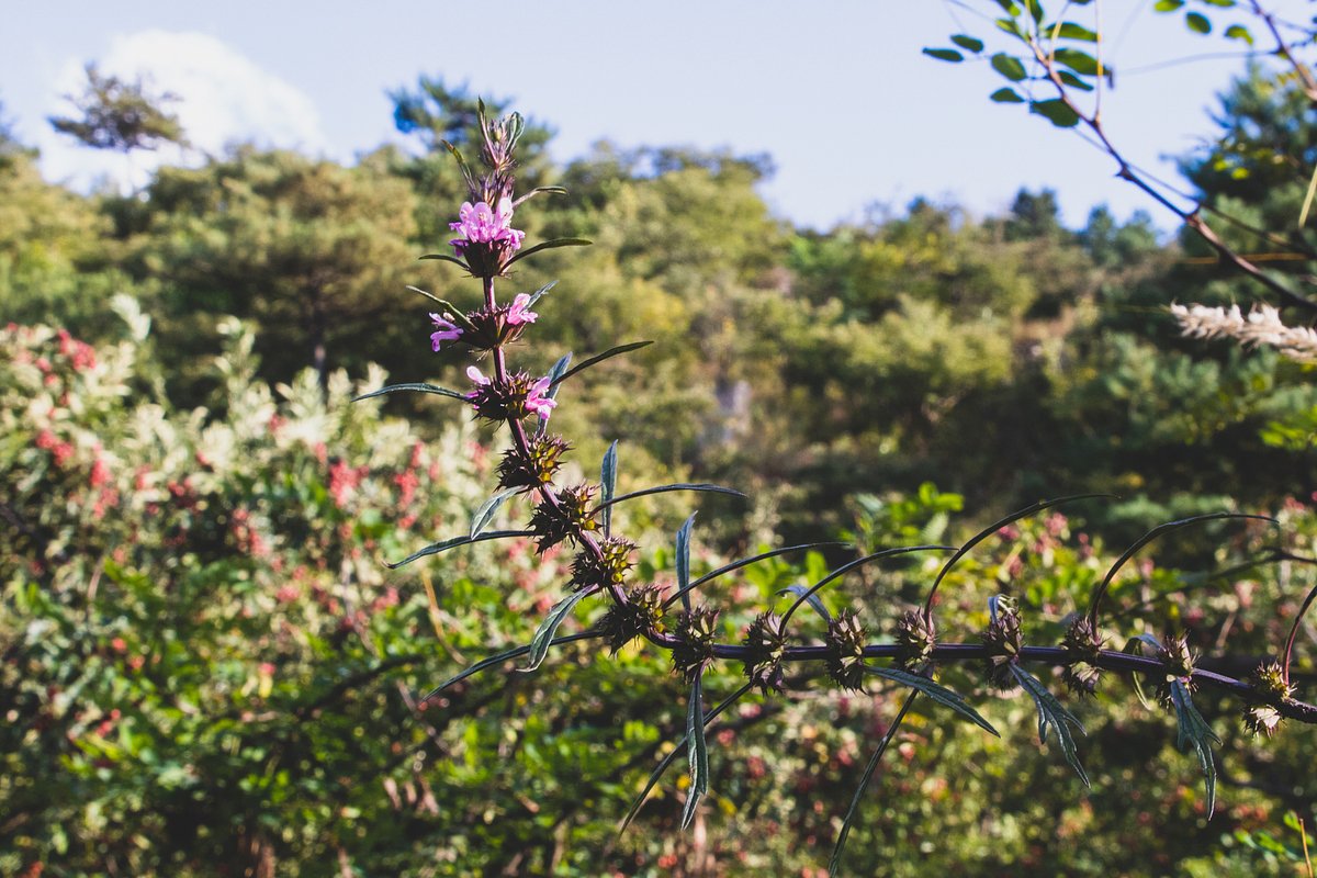 Пустырник: Применение, Польза и Противопоказания