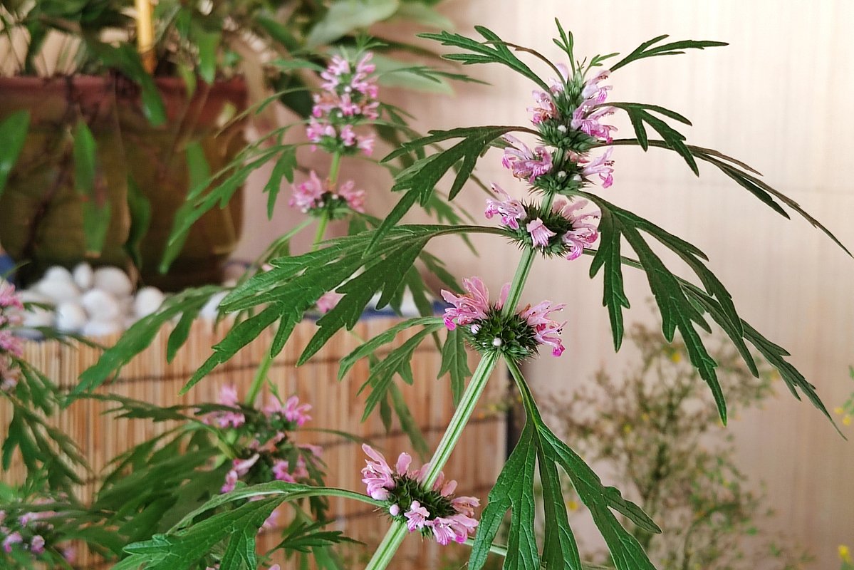 Пустырник: Применение, Польза и Противопоказания