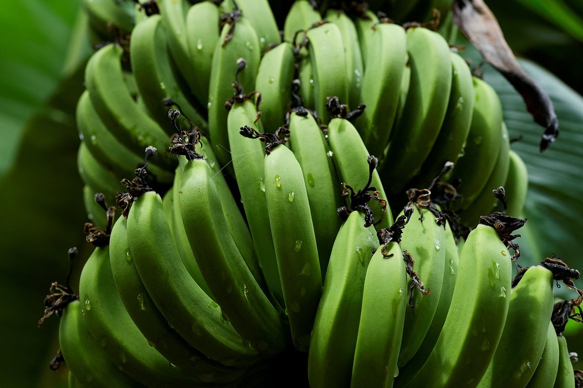 Планета сталкивается с кризисом: что угрожает исчезновению бананов?