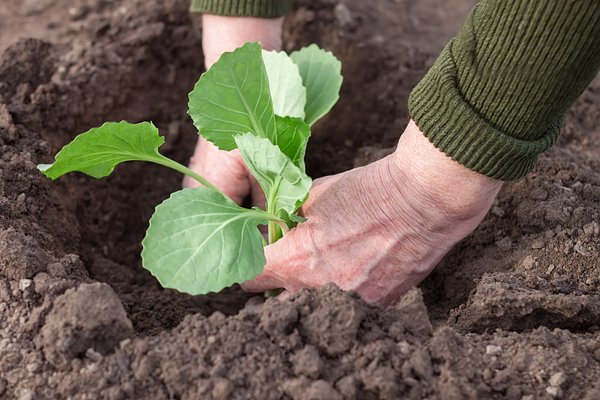 Оптимальные сроки и методы посадки капусты в 2025 году: советы по рассаде и открытом грунте