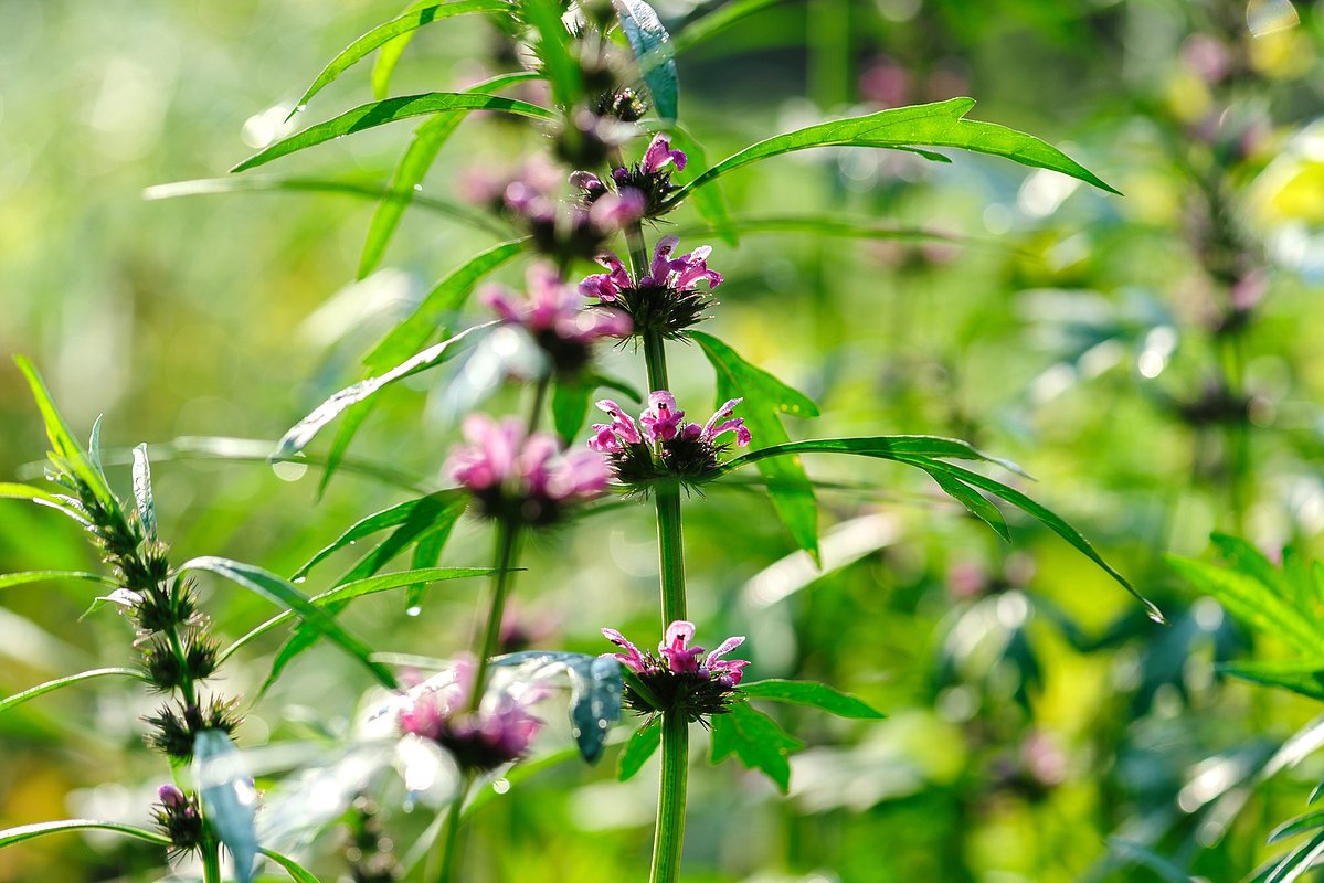 Пустырник: Применение, Польза и Противопоказания