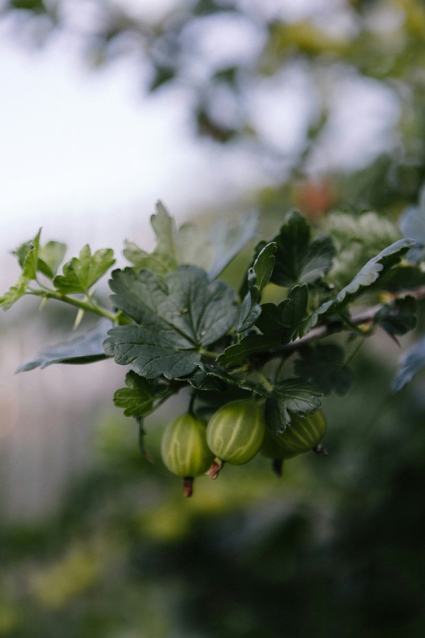 Зимний компот из крылышника: пять лучших рецептов