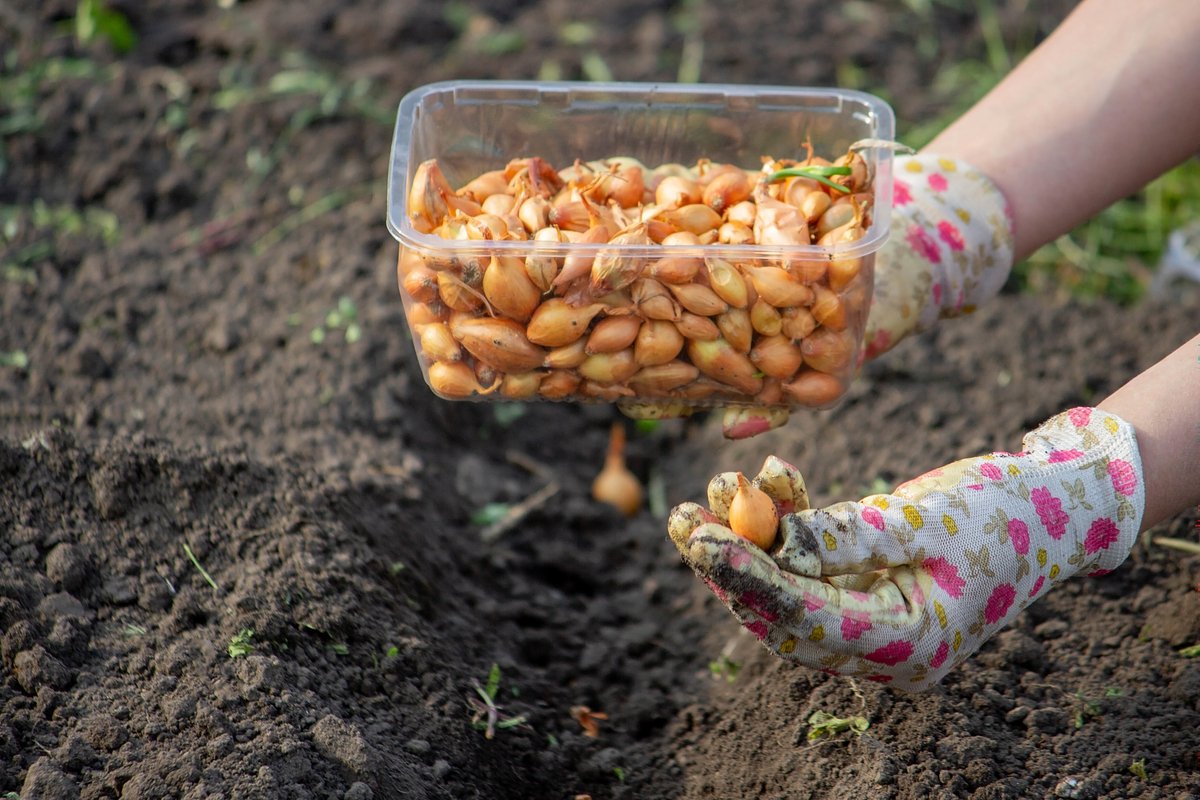 Что можно посеять и посадить в огороде в апреле? Овощи и цветы — семенами и рассадой