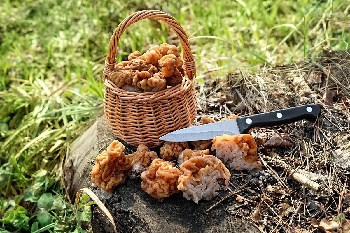 Сбор сморчков: где и когда собирать, как отличить от ядовитых и вкусно приготовить
