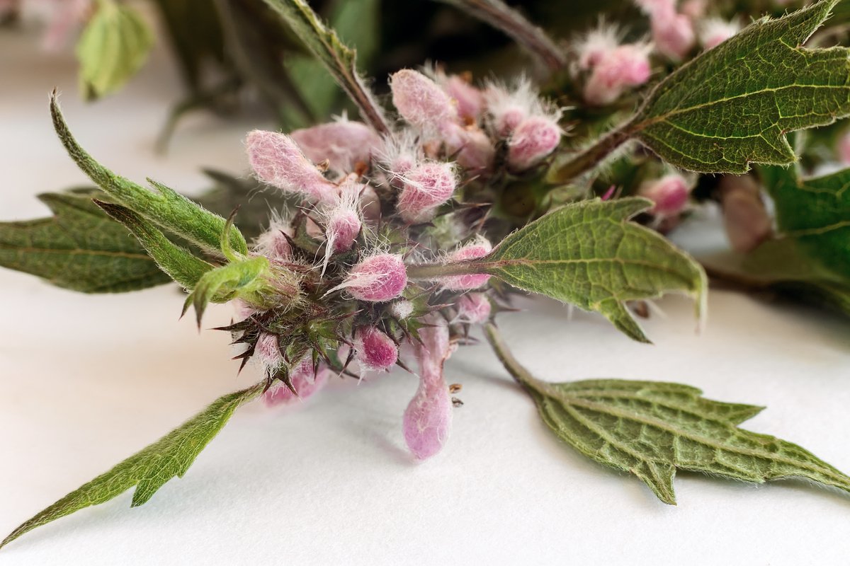 Пустырник: Применение, Польза и Противопоказания