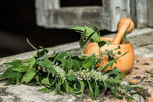 Пустырник: Применение, Польза и Противопоказания