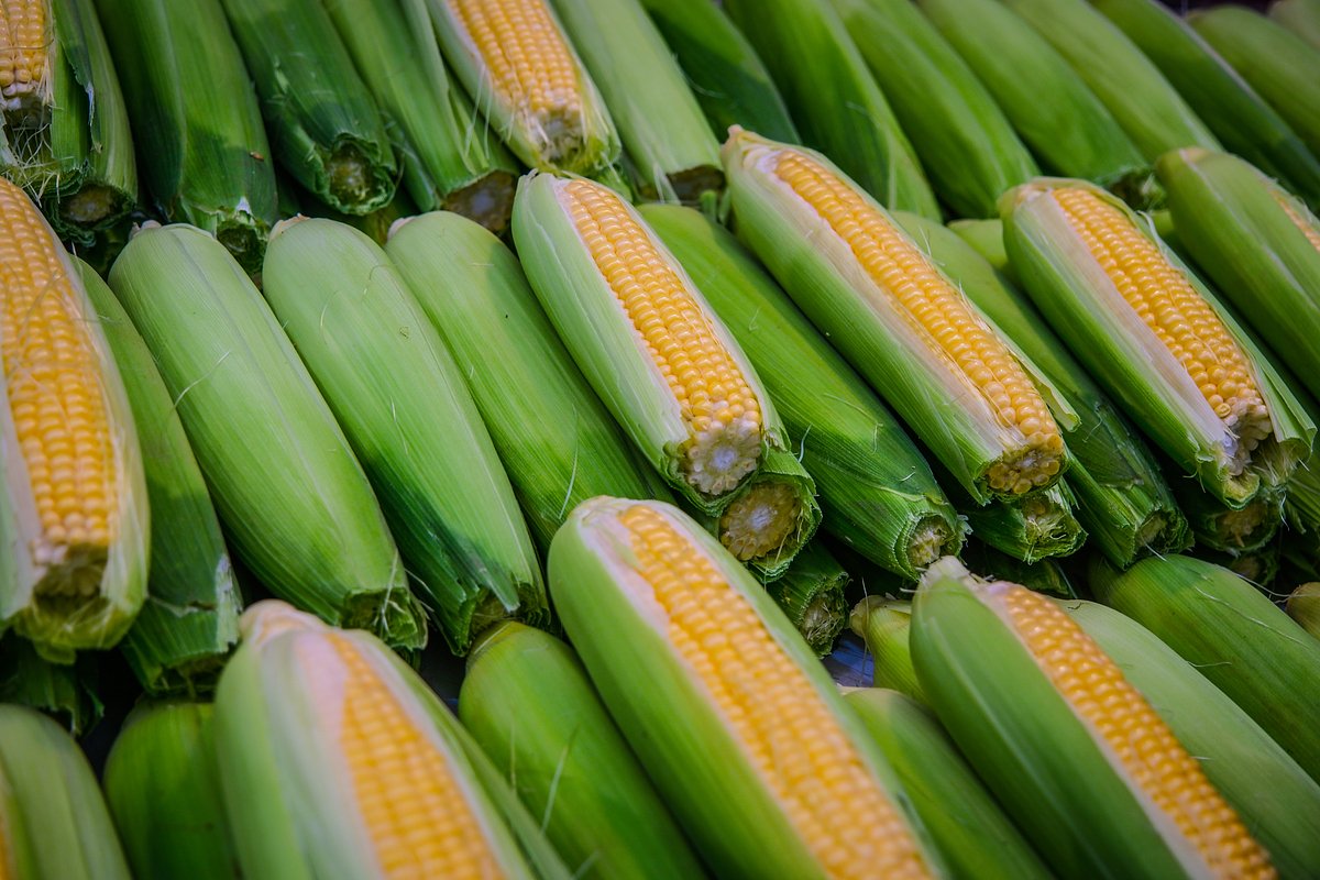 Правильное варение кукурузы: советы для получения мягкого и сладкого продукта