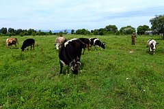 В Госдуме предложили заниматься безплатным выделением земли для многодетных семей