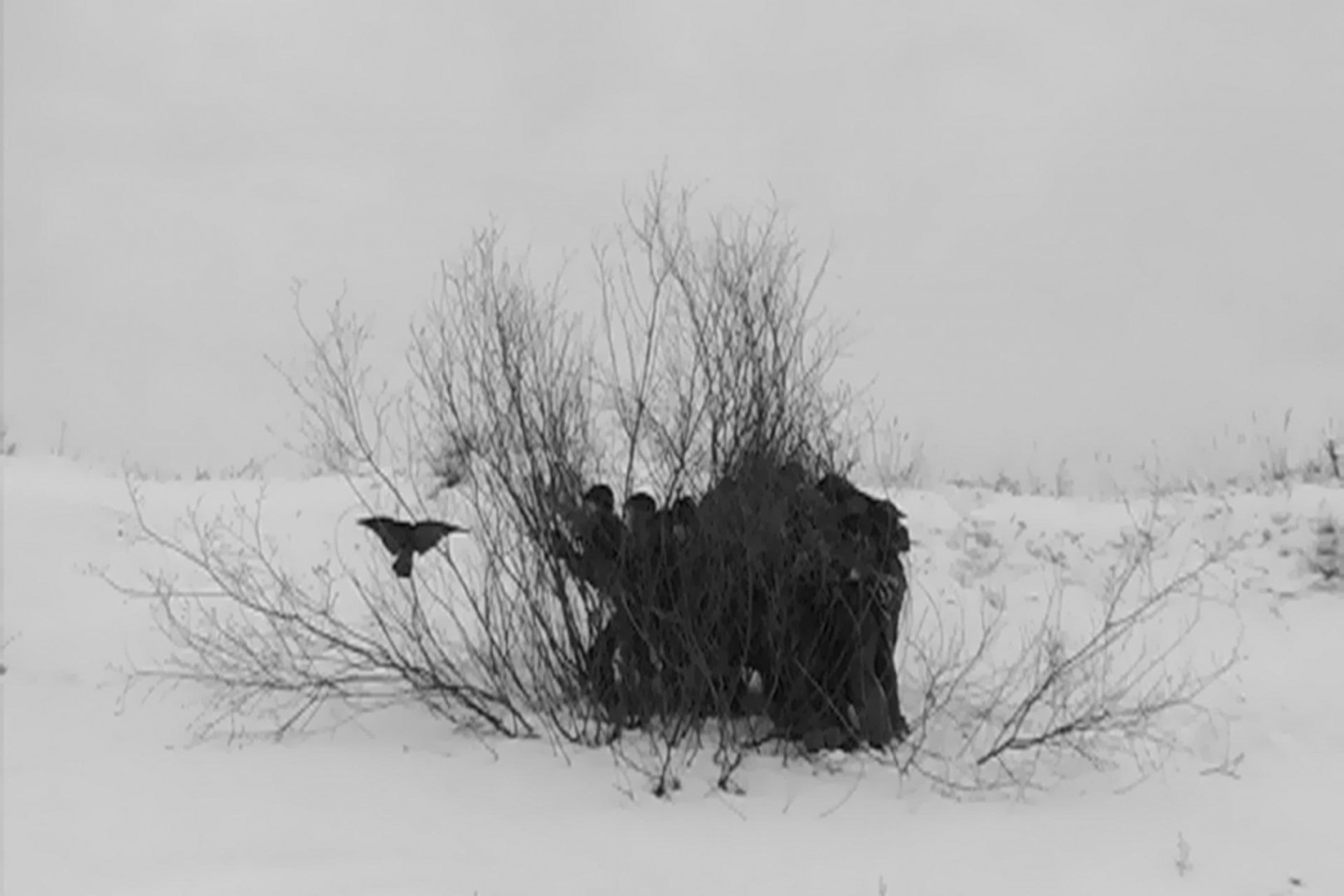 Провмыза, Отчаянные (видео), 2008