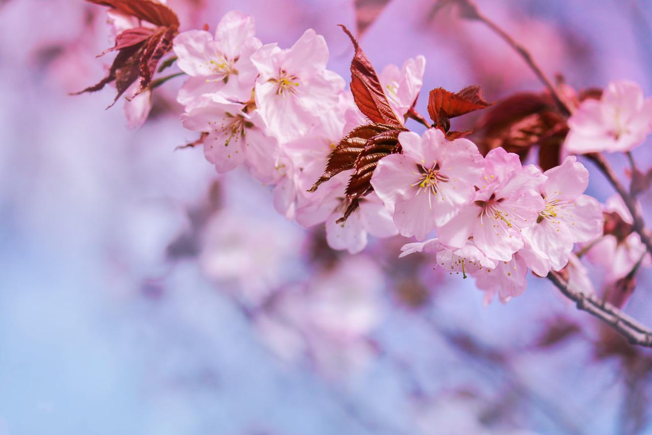 Фото: Esich Elena / Shutterstock / FOTODOM