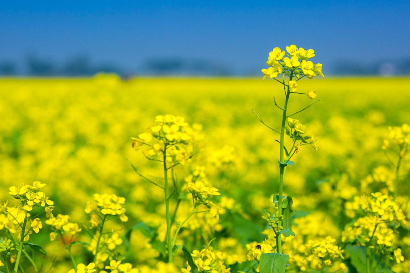 Фото: Jahangir Alam Onuchcha / Shutterstock / FOTODOM