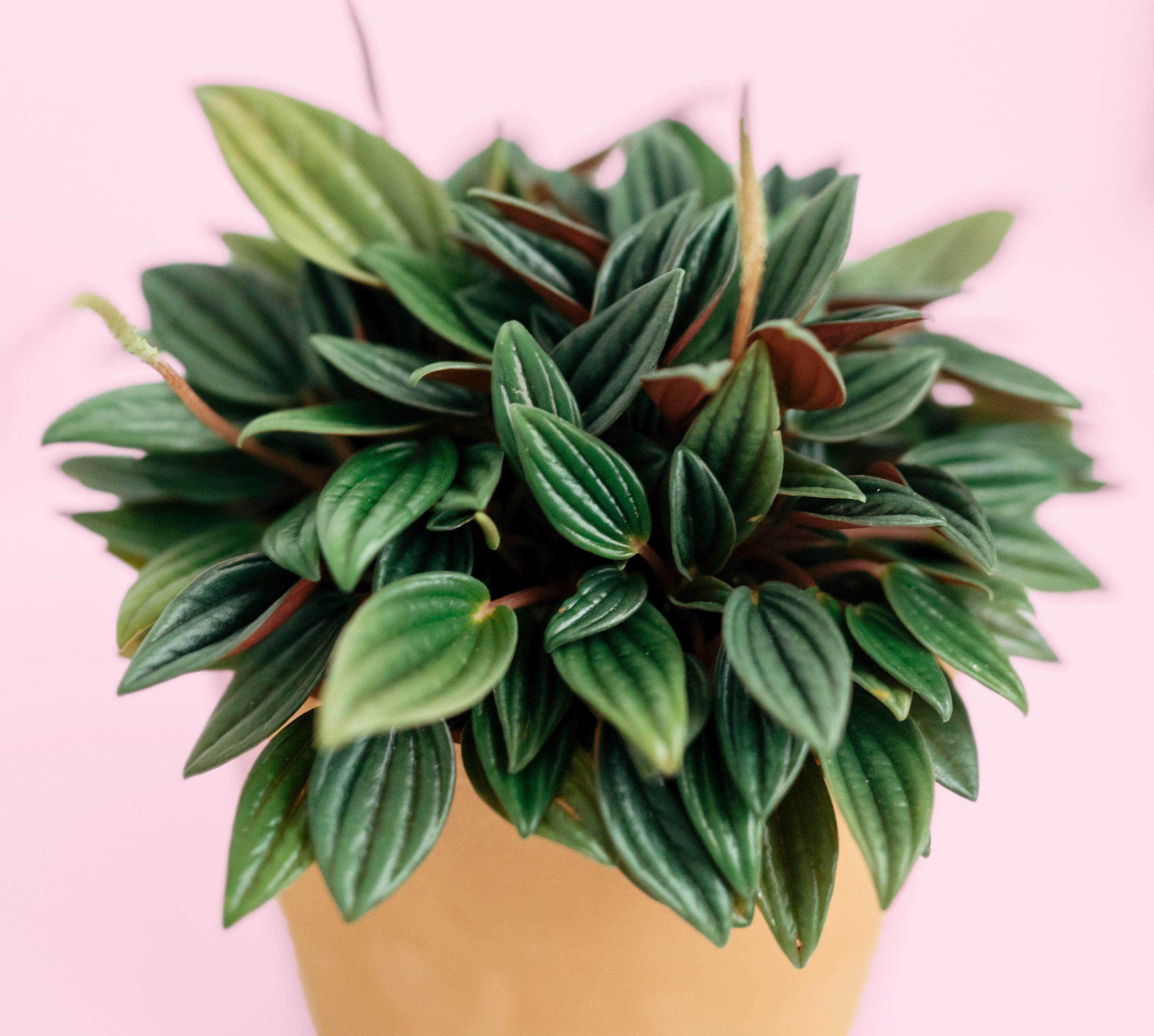 Перец (Peperomia)