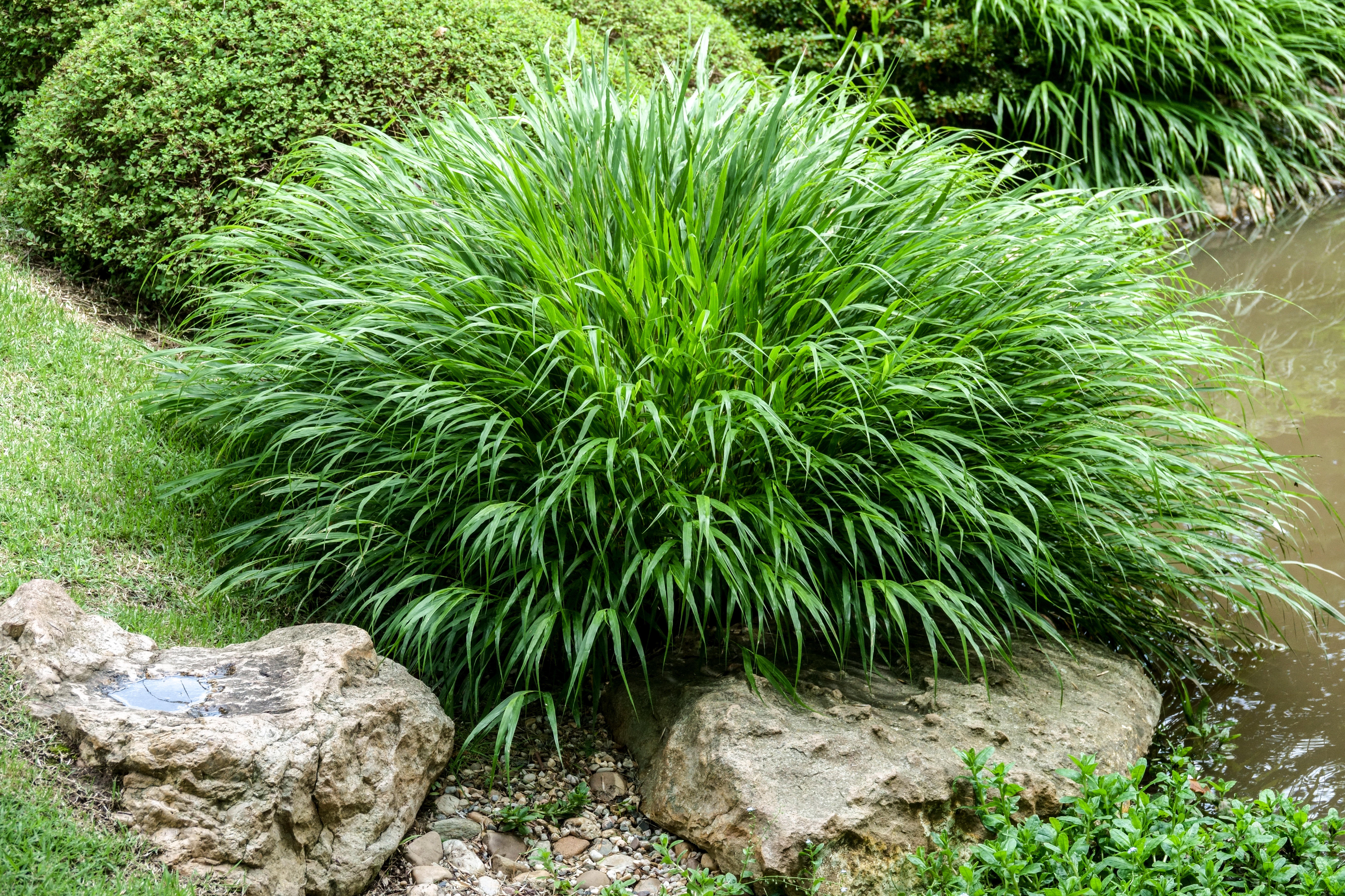 Hakonechloa macra, японская лесная трава, рядом с камнями и водой.