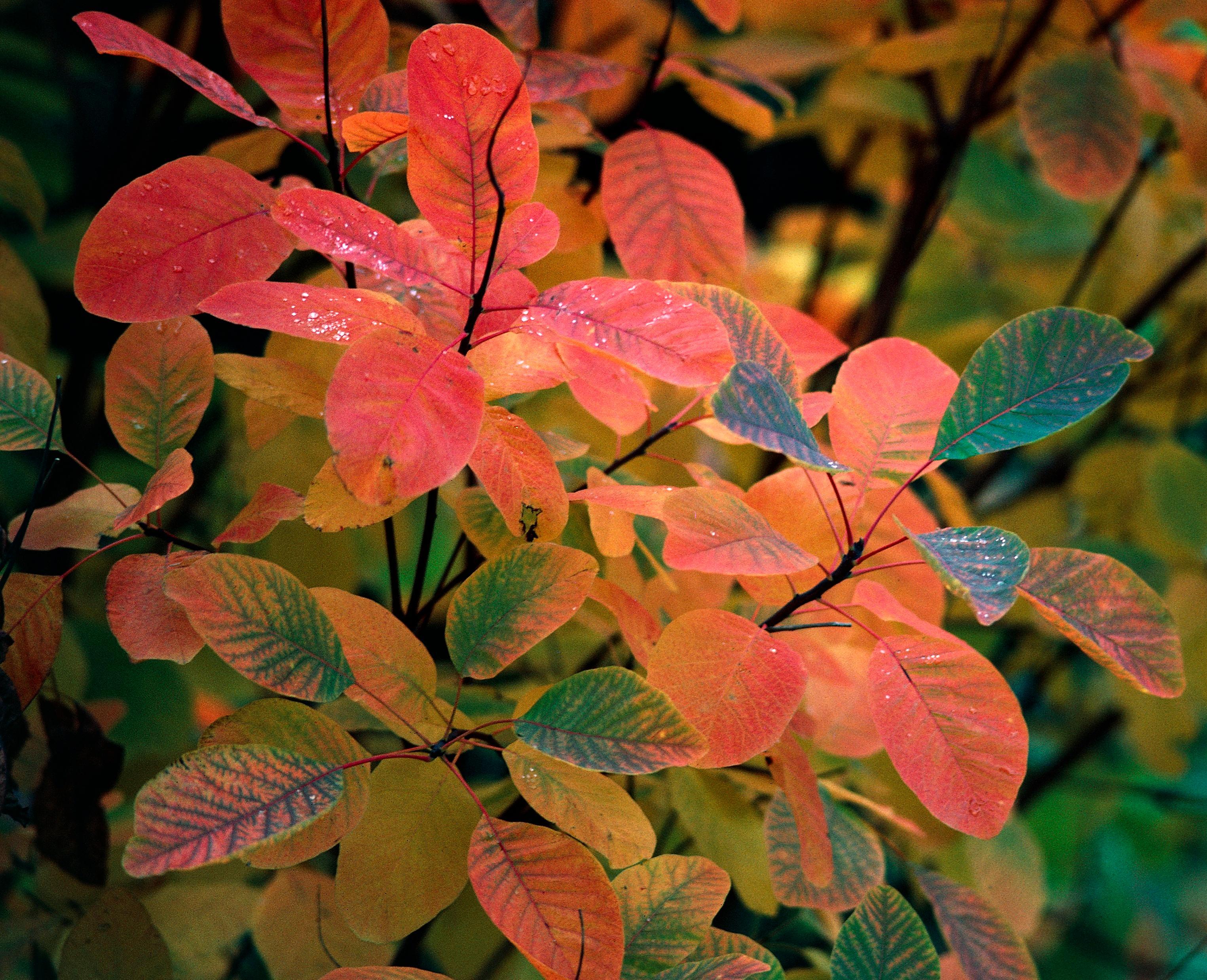 Cotinus ‘obovatus’