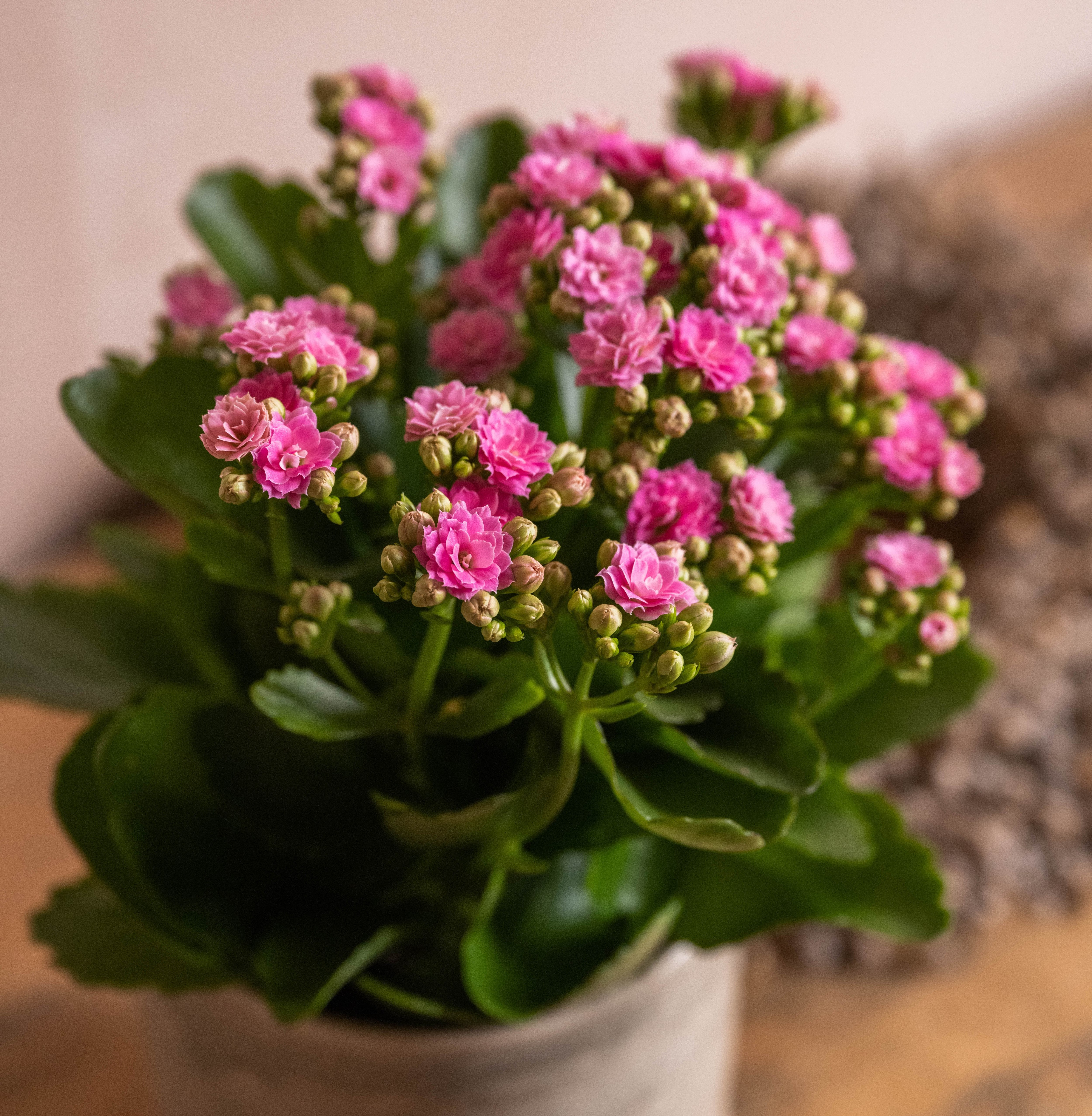 Пылающий Кати (kalanchoe)