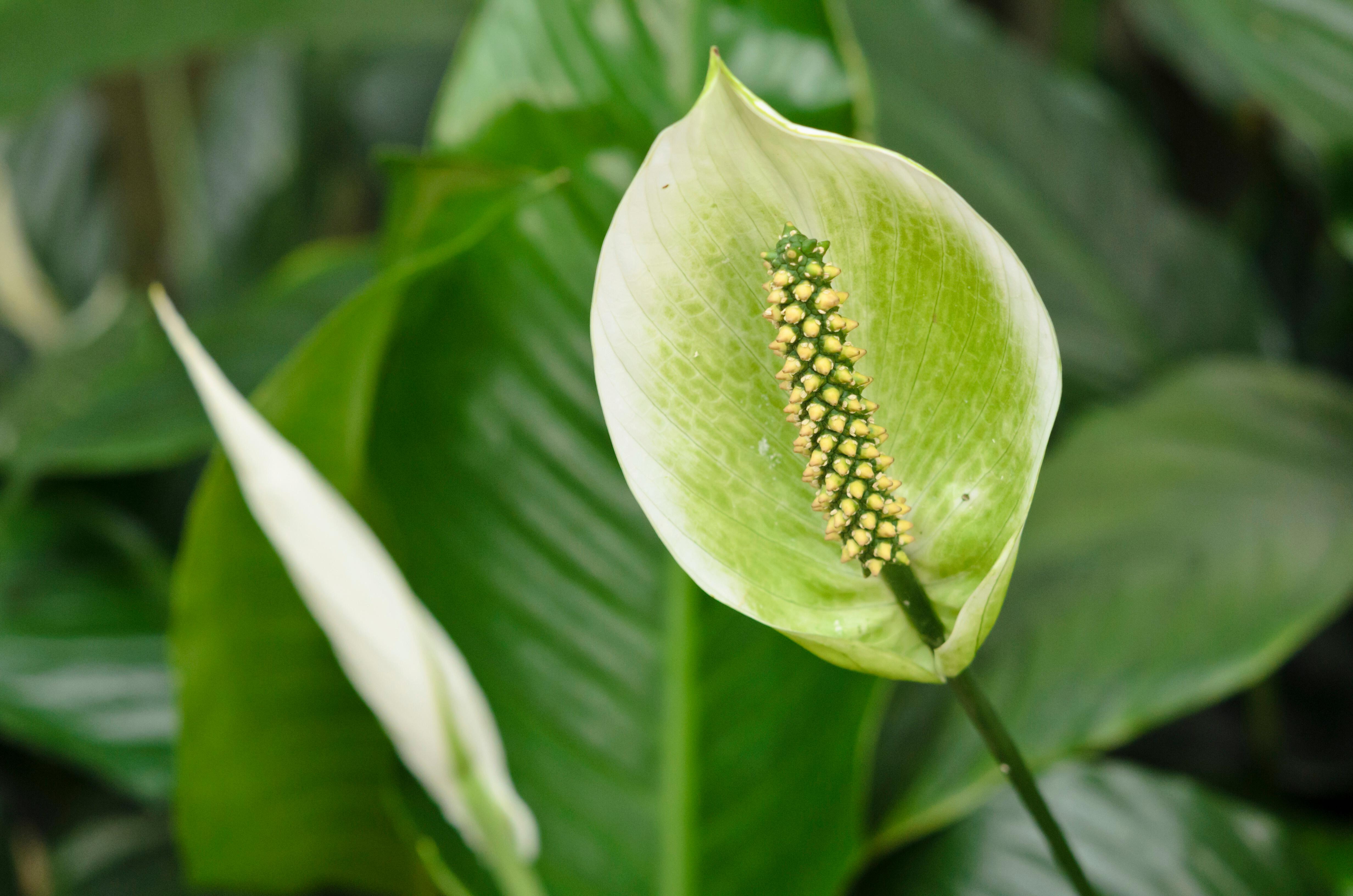 Мирный лилия (spathiphyllum)