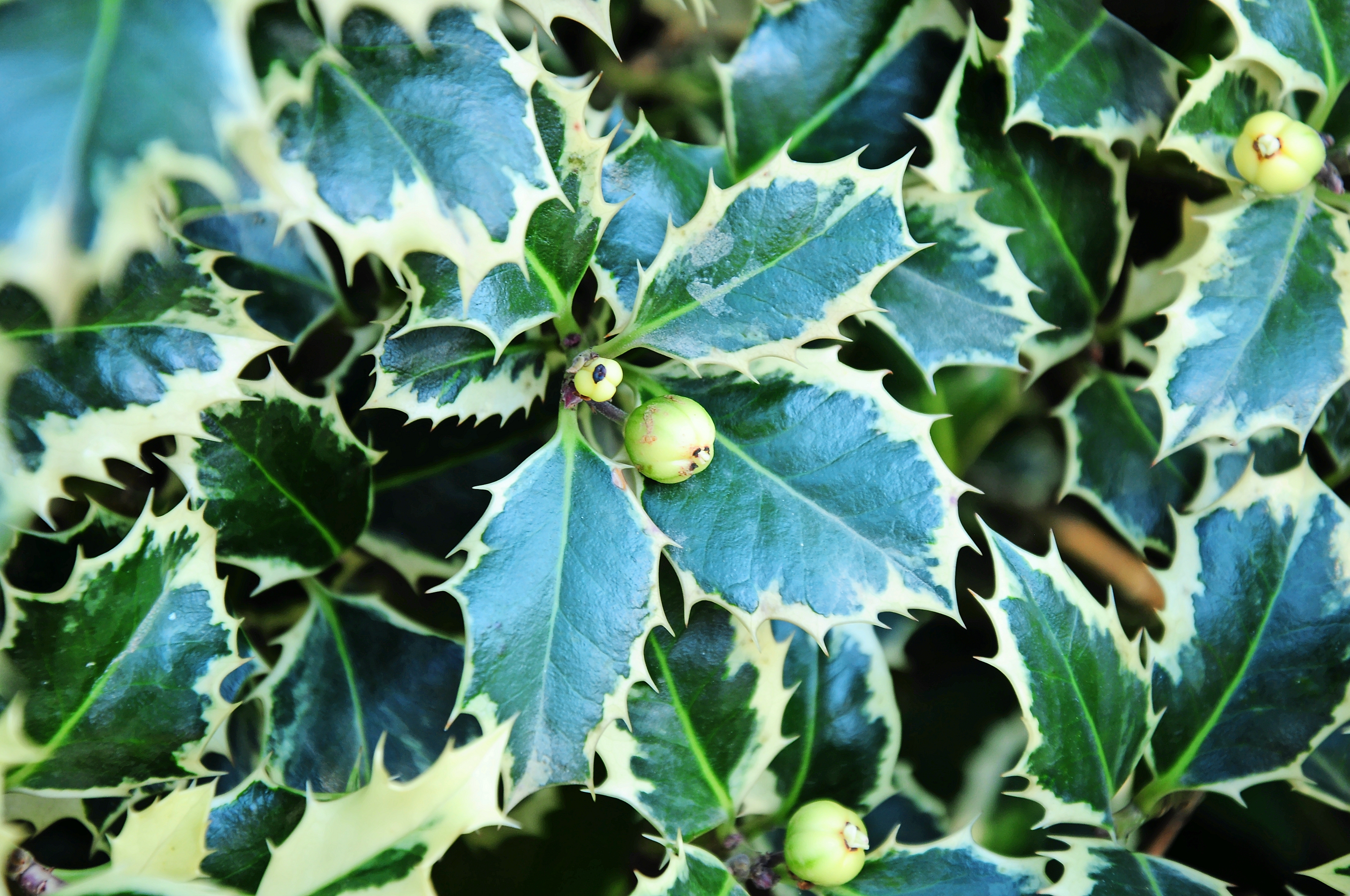 Иллюстрация Ilex aquifolium ‘Argentea Marginata’