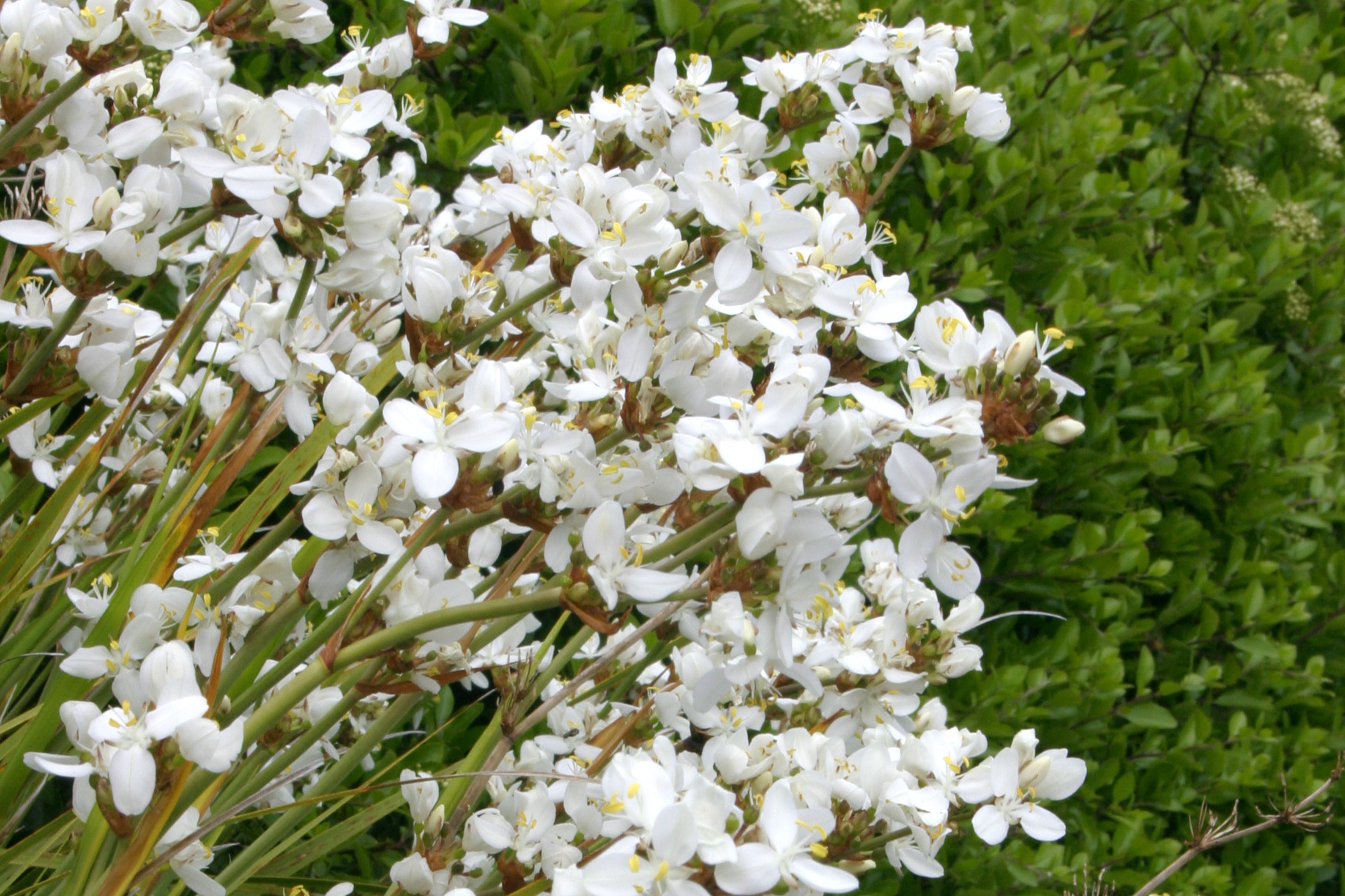 Libertia chilensis