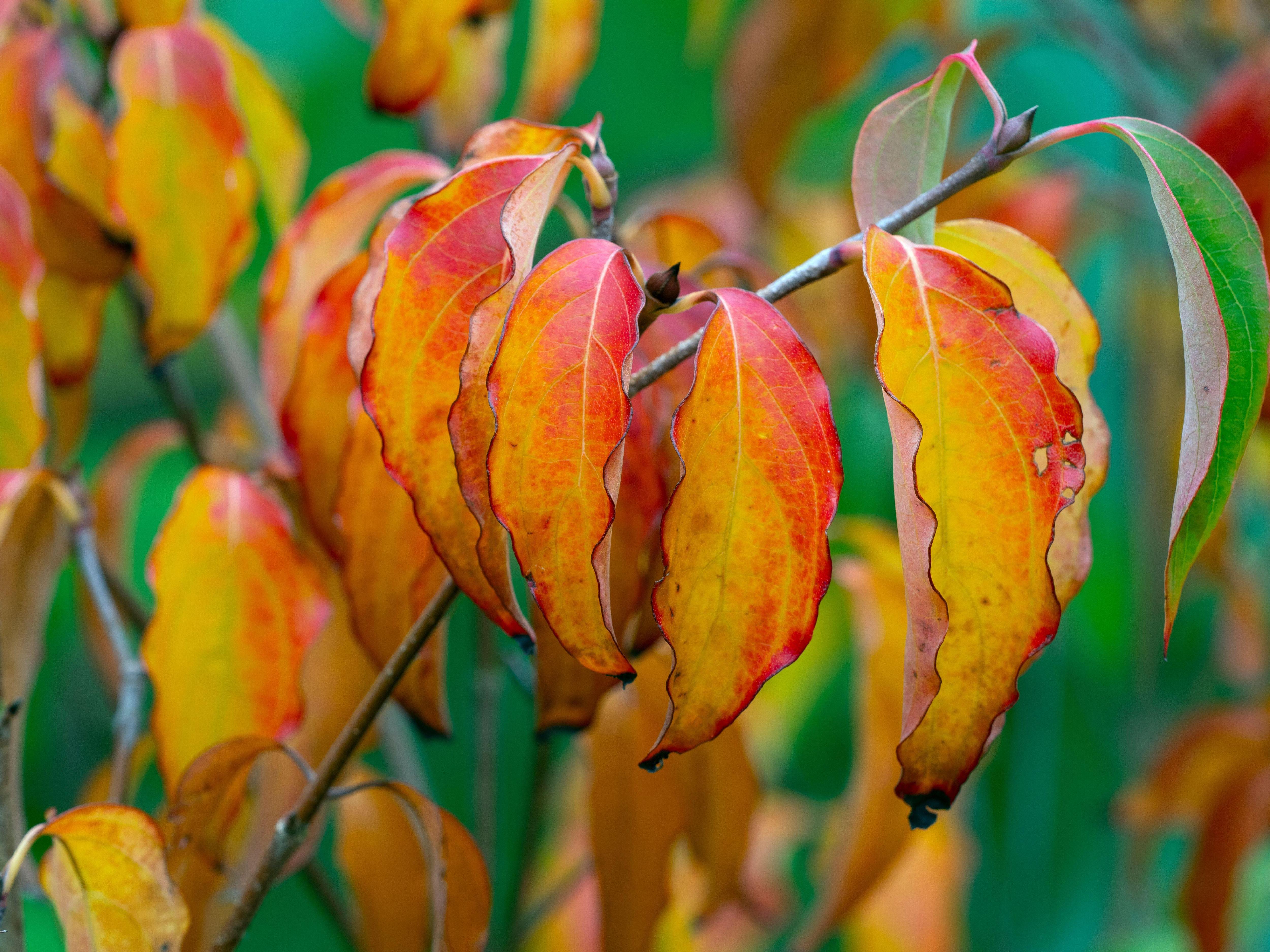 Cornus kousa chinensis