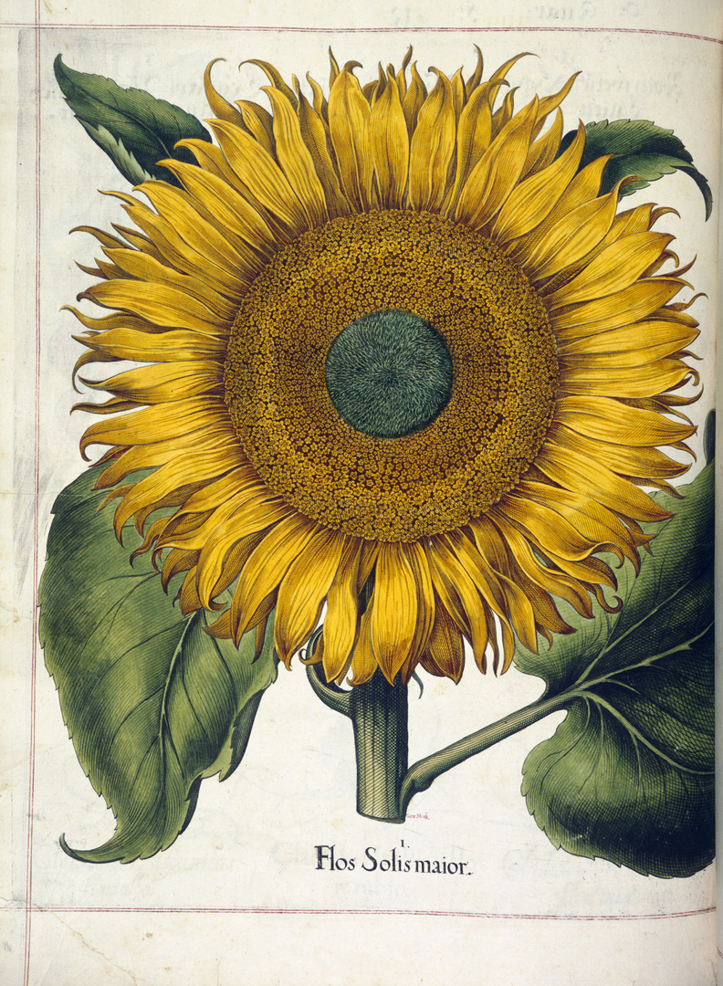 Иллюстрация подсолнуха из Hortus Eystettensis.