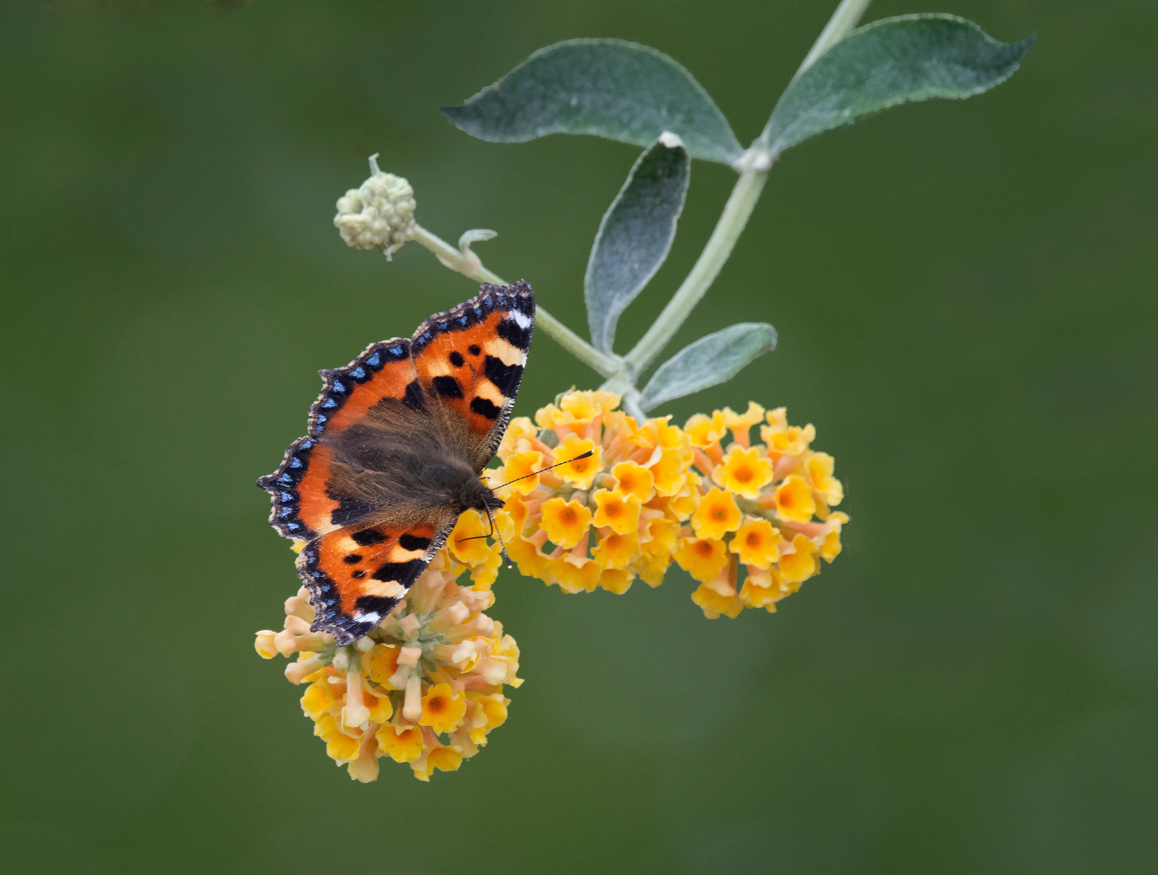 Желтая Buddleja globosa в цветении