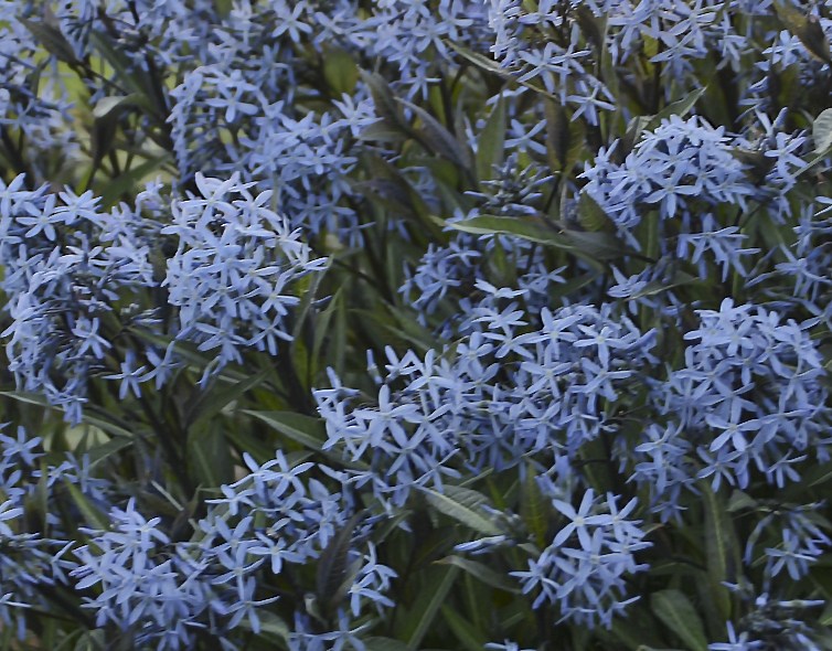 Цветы Amsonia tabernaemontana 'Storm Cloud'.