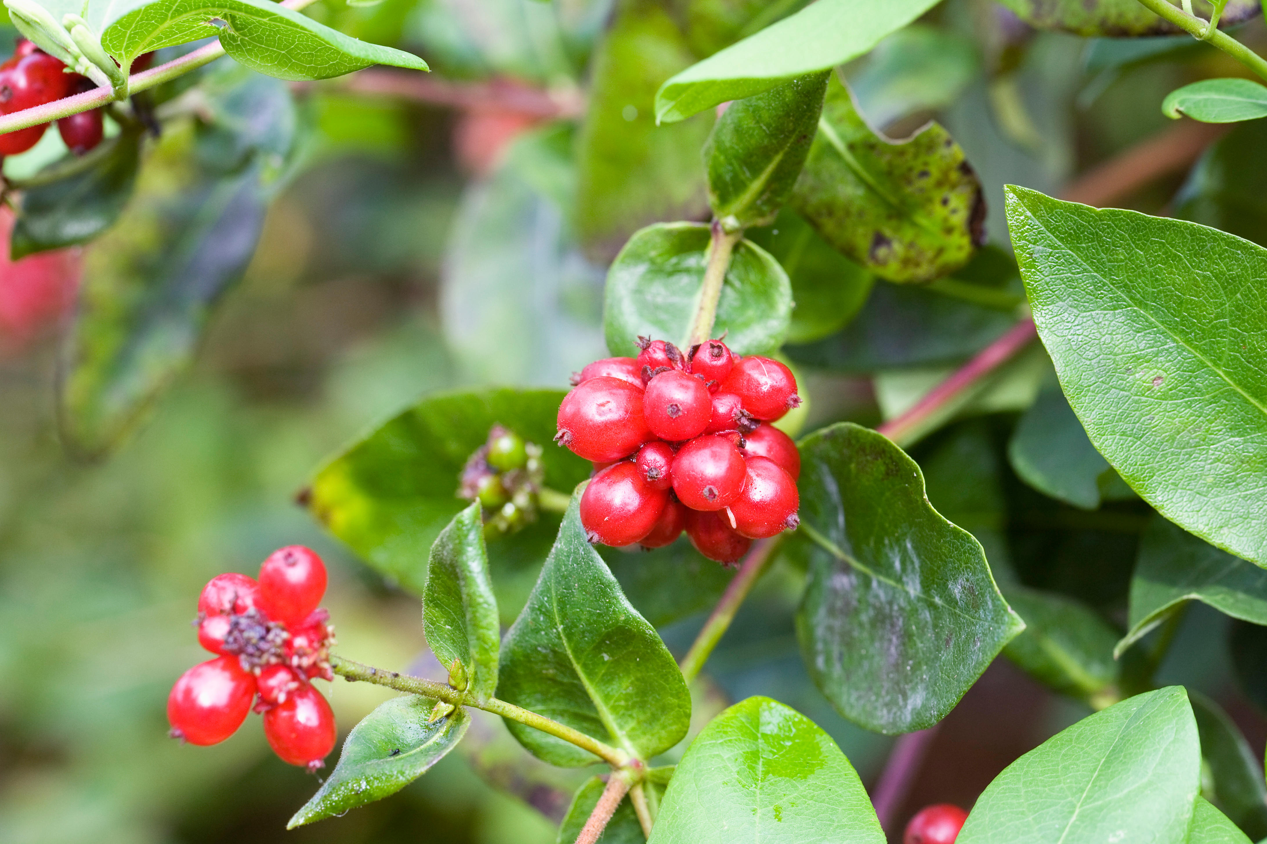 Ягоды жимолости (Lonicera periclymenum) на ветке с зелеными листьями.