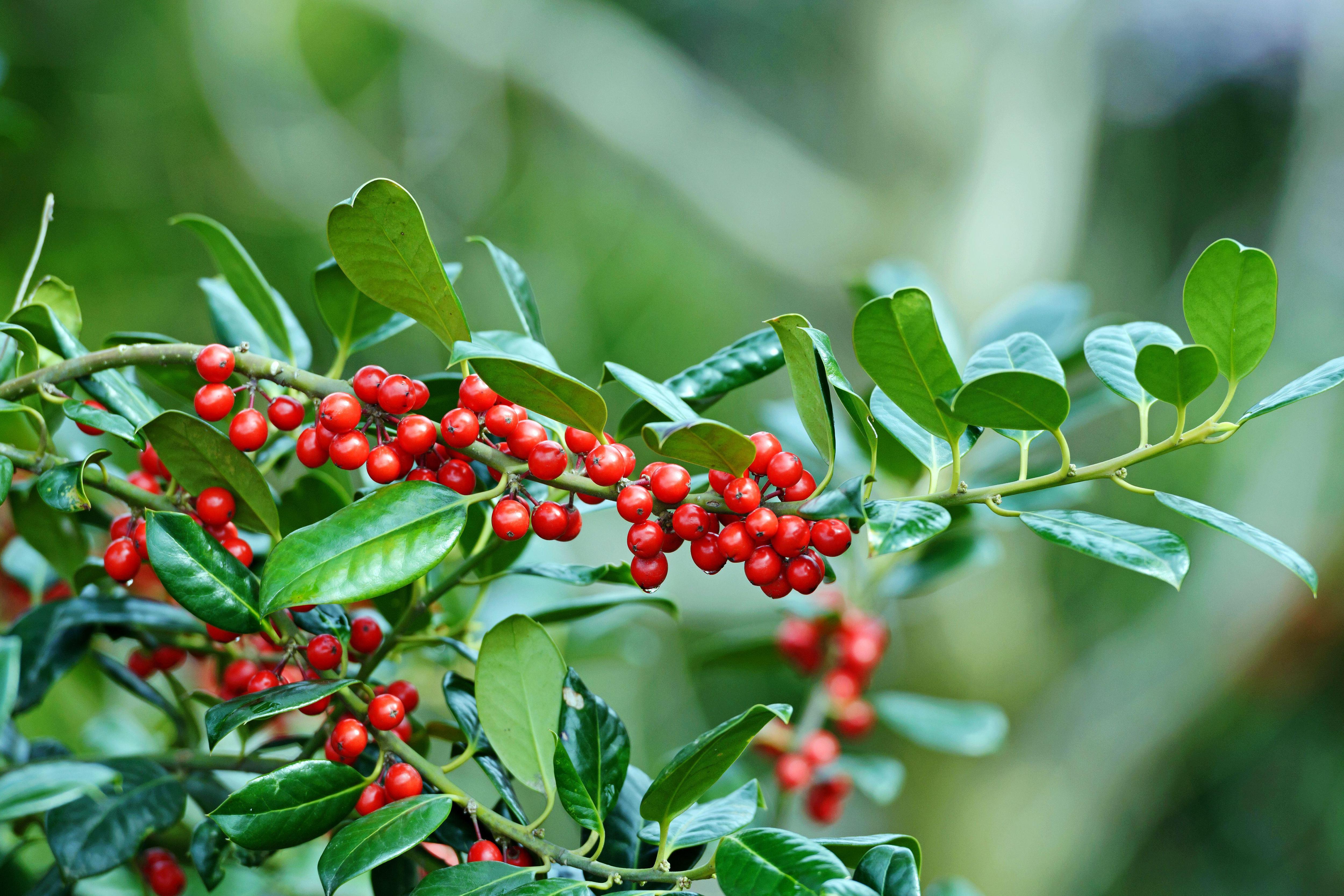 Иллюстрация Ilex aquifolium ‘JC van Tol’