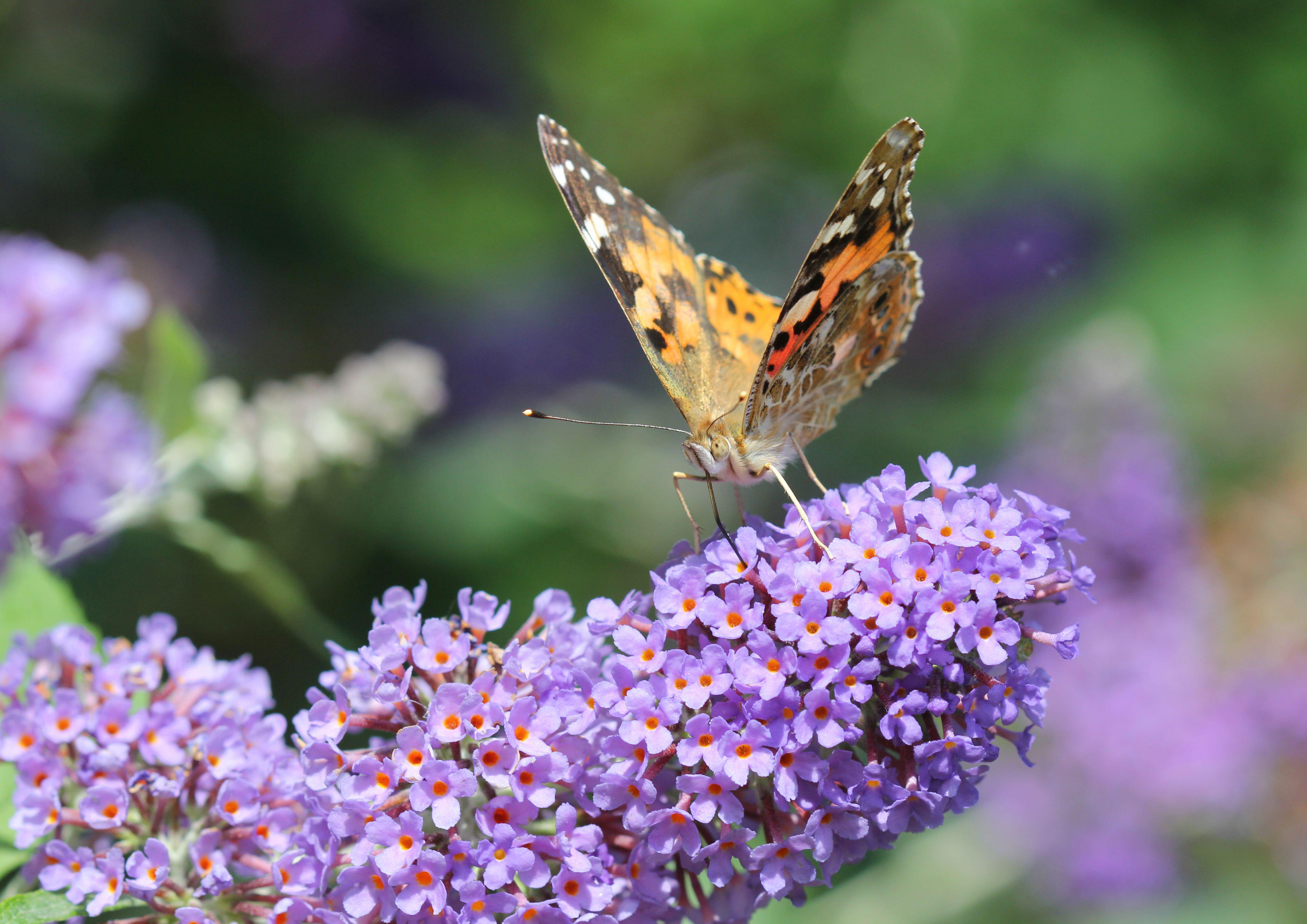 Бабочка 'разрисованная дама' на Buddleja Lochinch