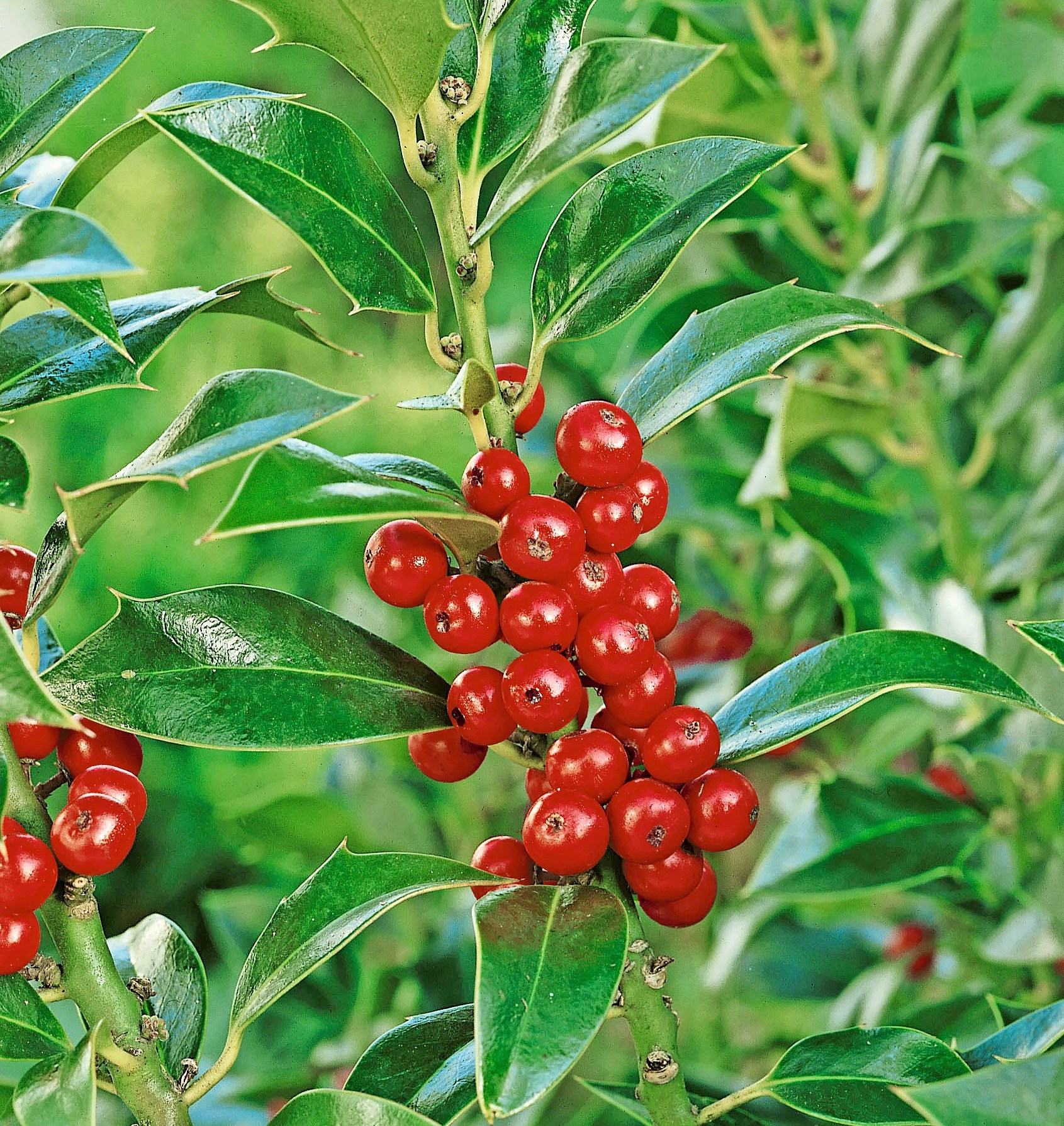 Иллюстрация Ilex Aquifolium ‘Pyramidalis’