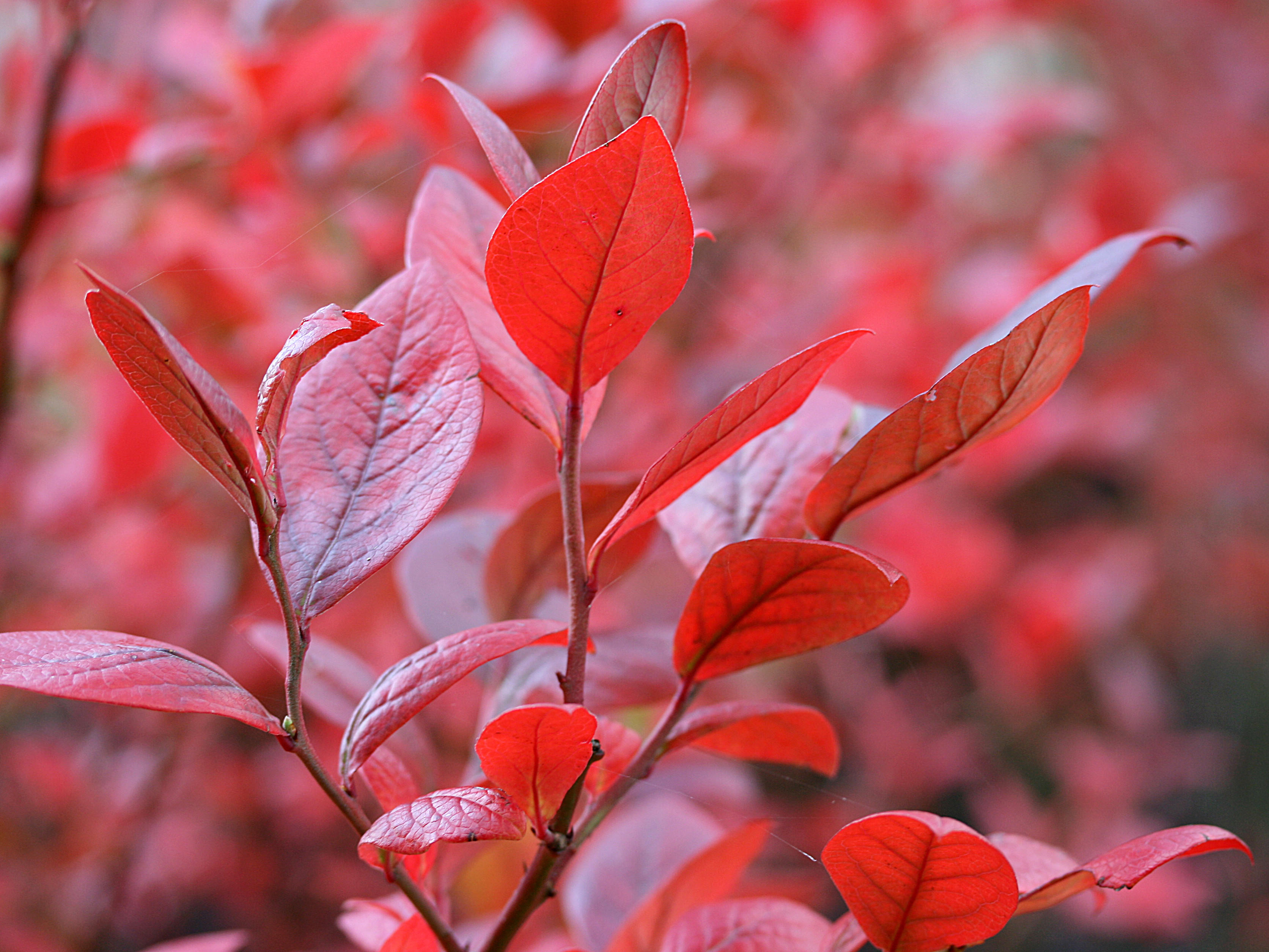 Vaccinium corymbosum