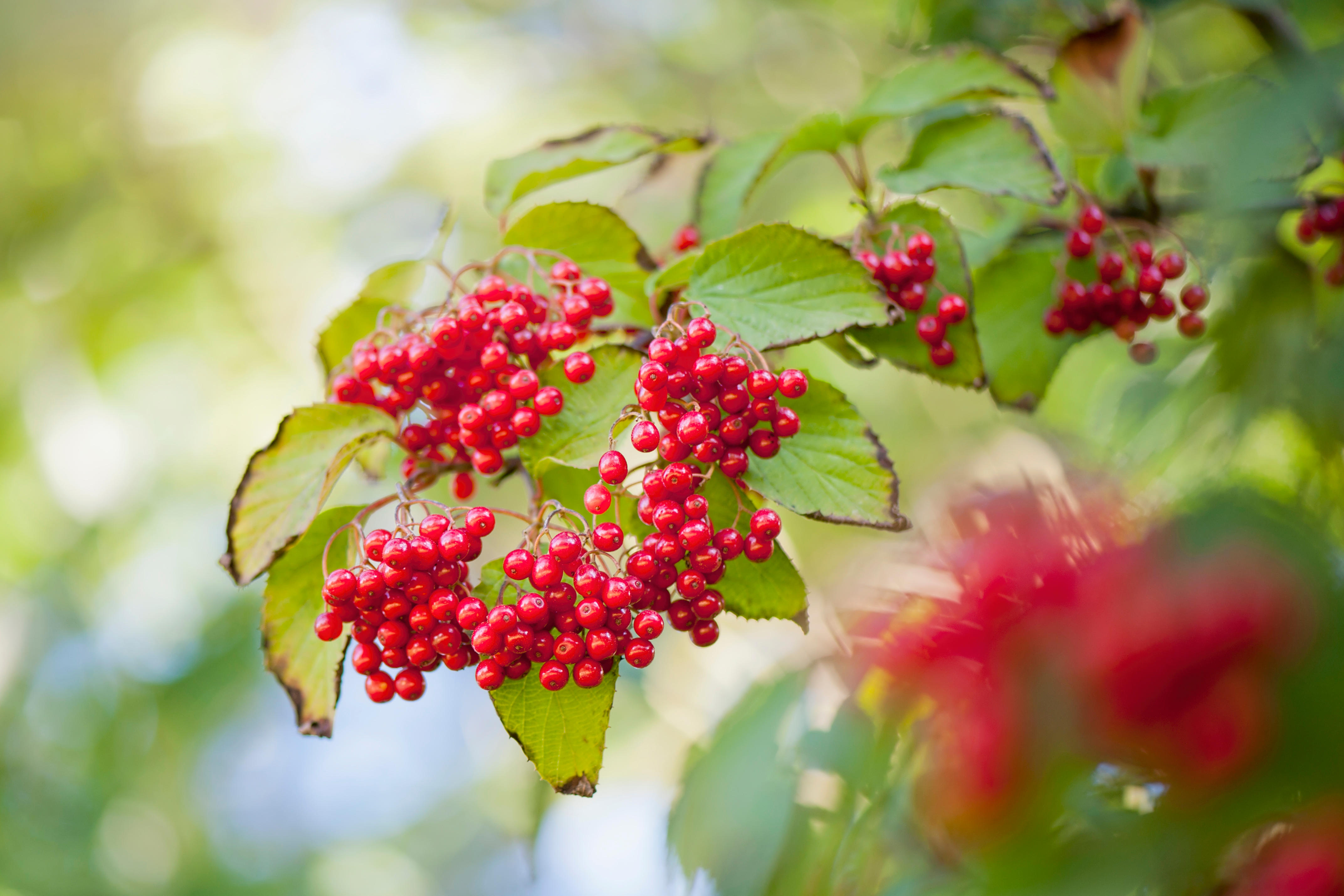 Ягоды калины (Viburnum opulus) на ветке.