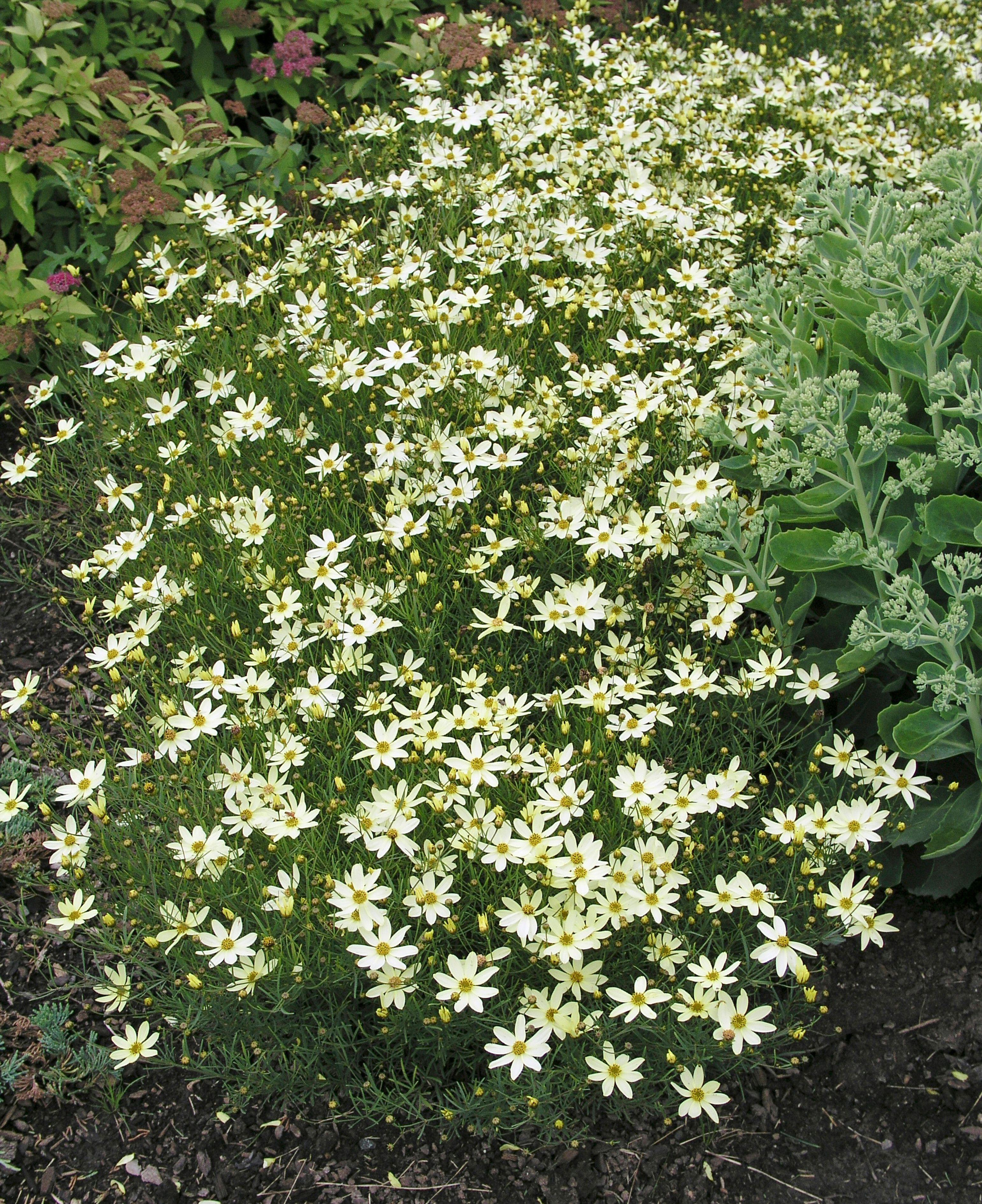 Coreopsis verticillata 'Moonbeam' в цвету.