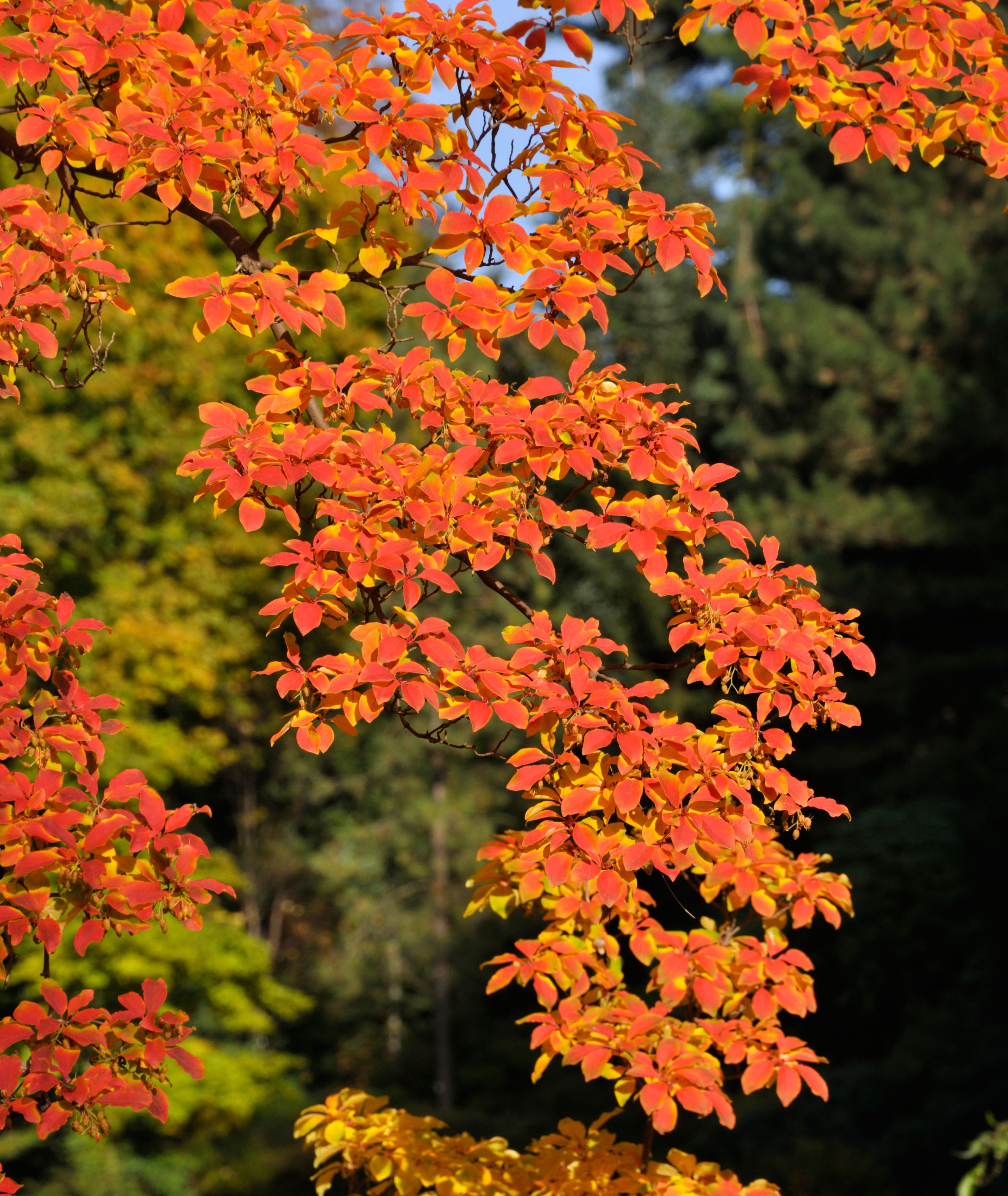 Enkianthus perulatus