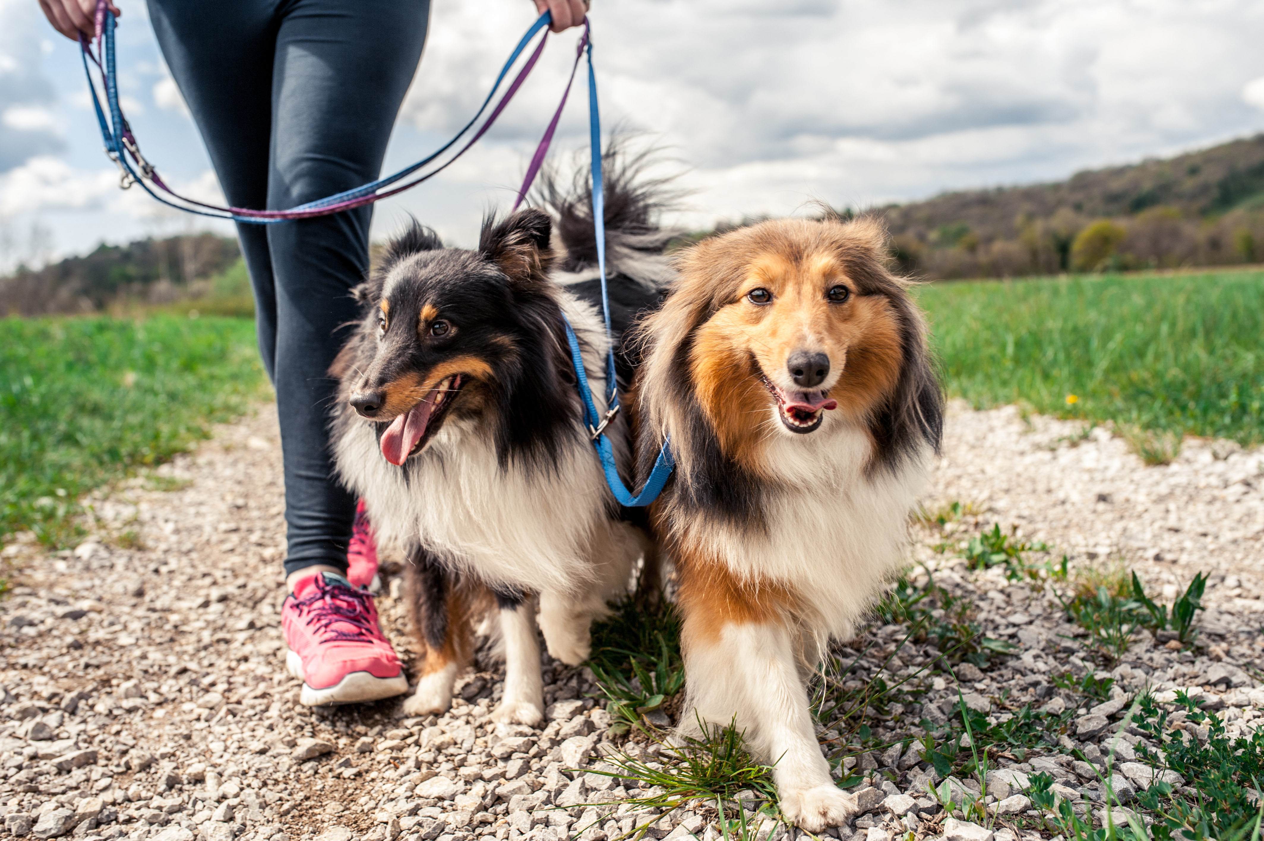 Hiring an experienced dog walker or sitter is crucial for pet safety.