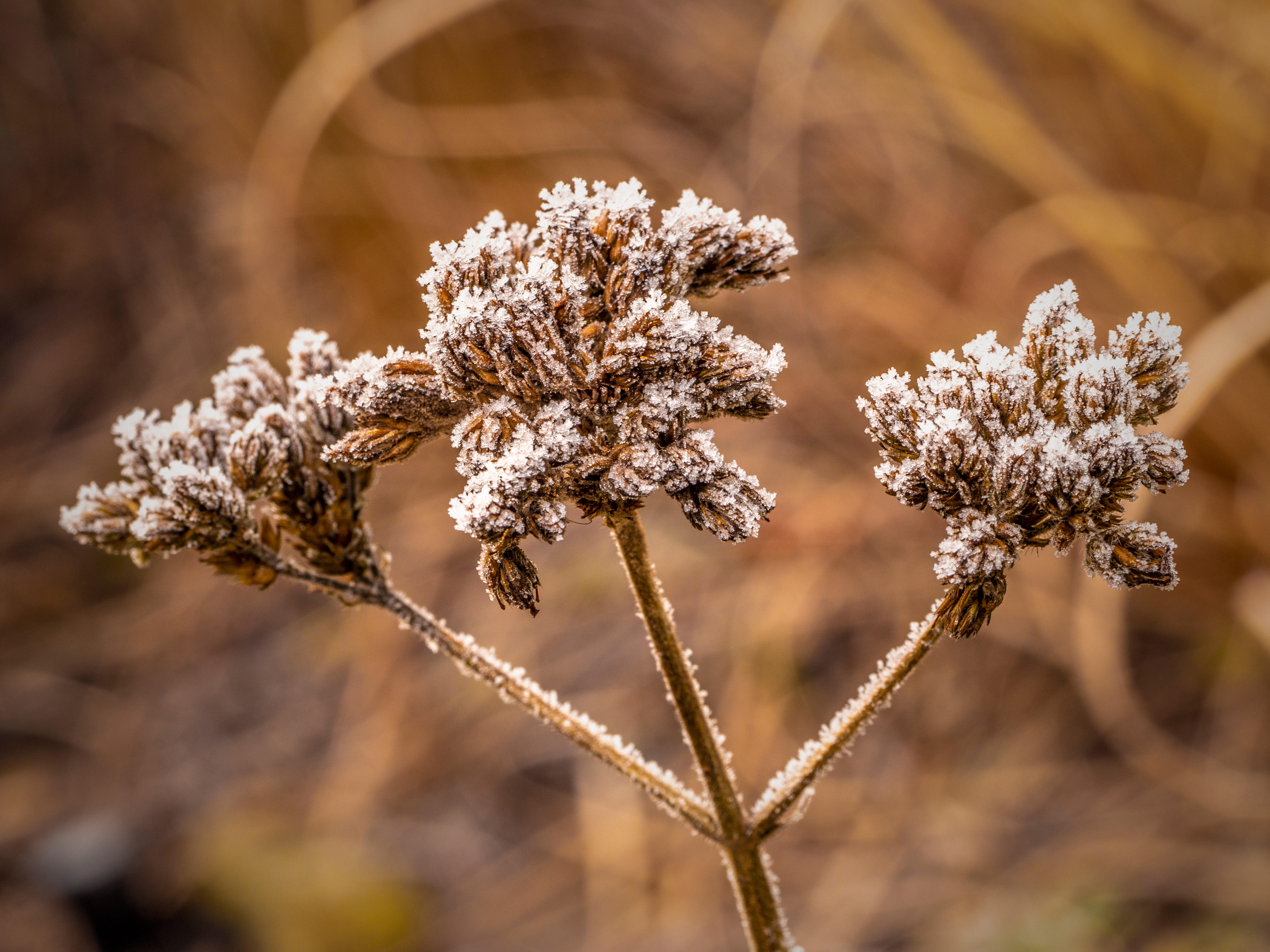 Покрытые инеем семена Verbena bonariensis.