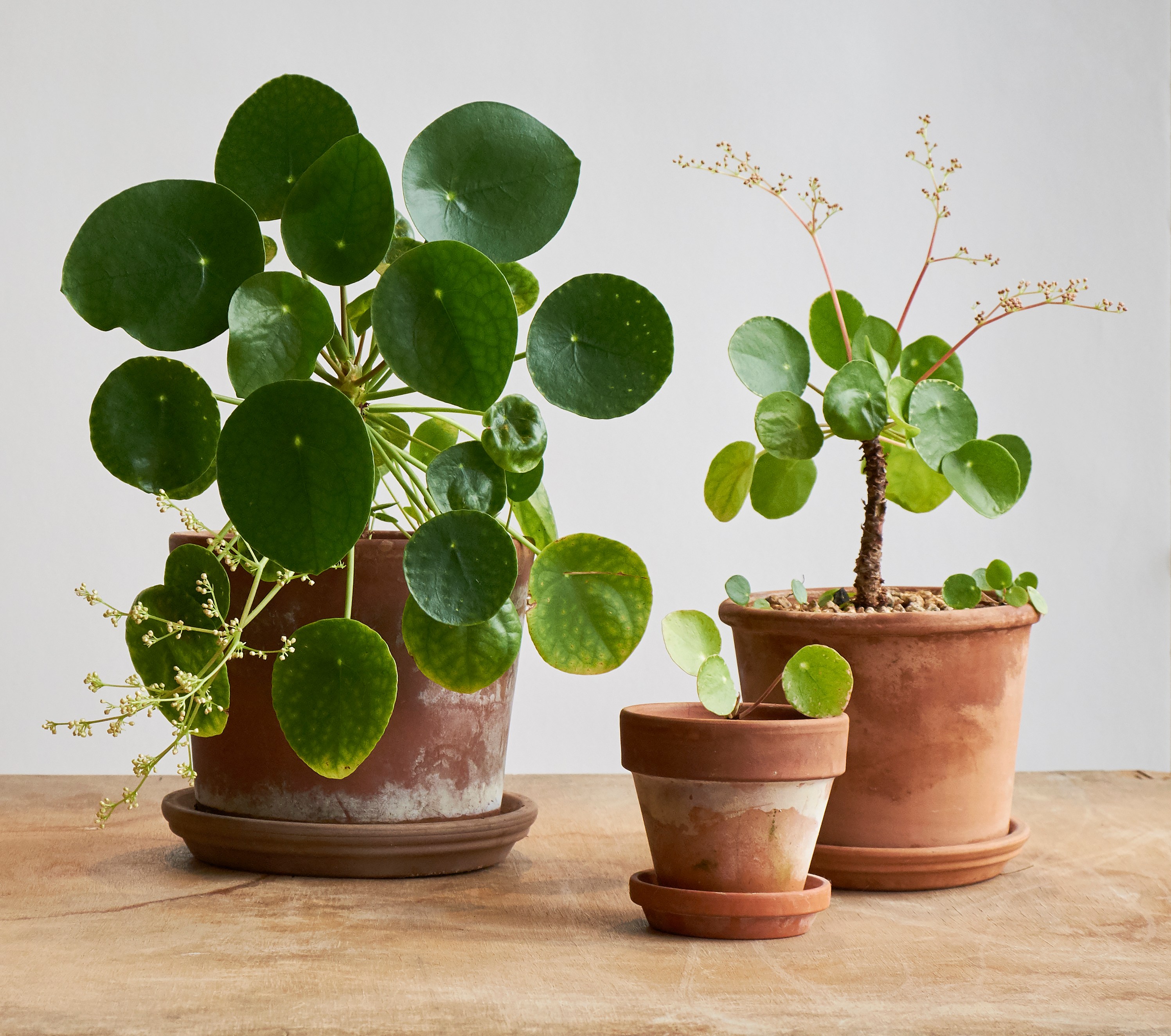 Китайское денежное растение или растение-миссионер (Pilea peperomioides)